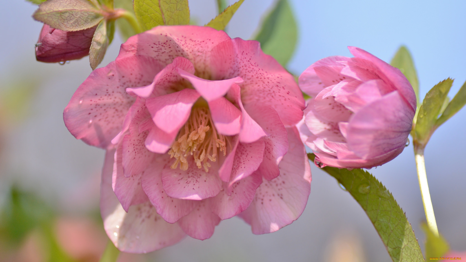 цветы, геллеборус, , морозник, макро, розовые, яркие