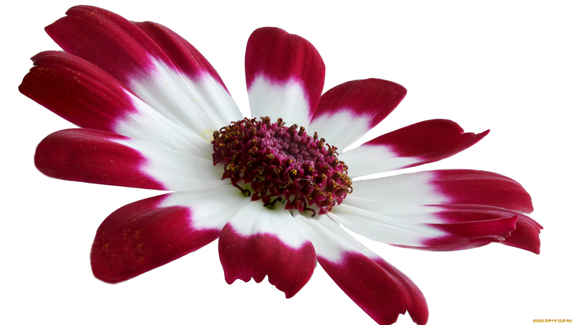 цветы, хризантемы, белый, фон, цветок, бело-красный, макро, лепестки