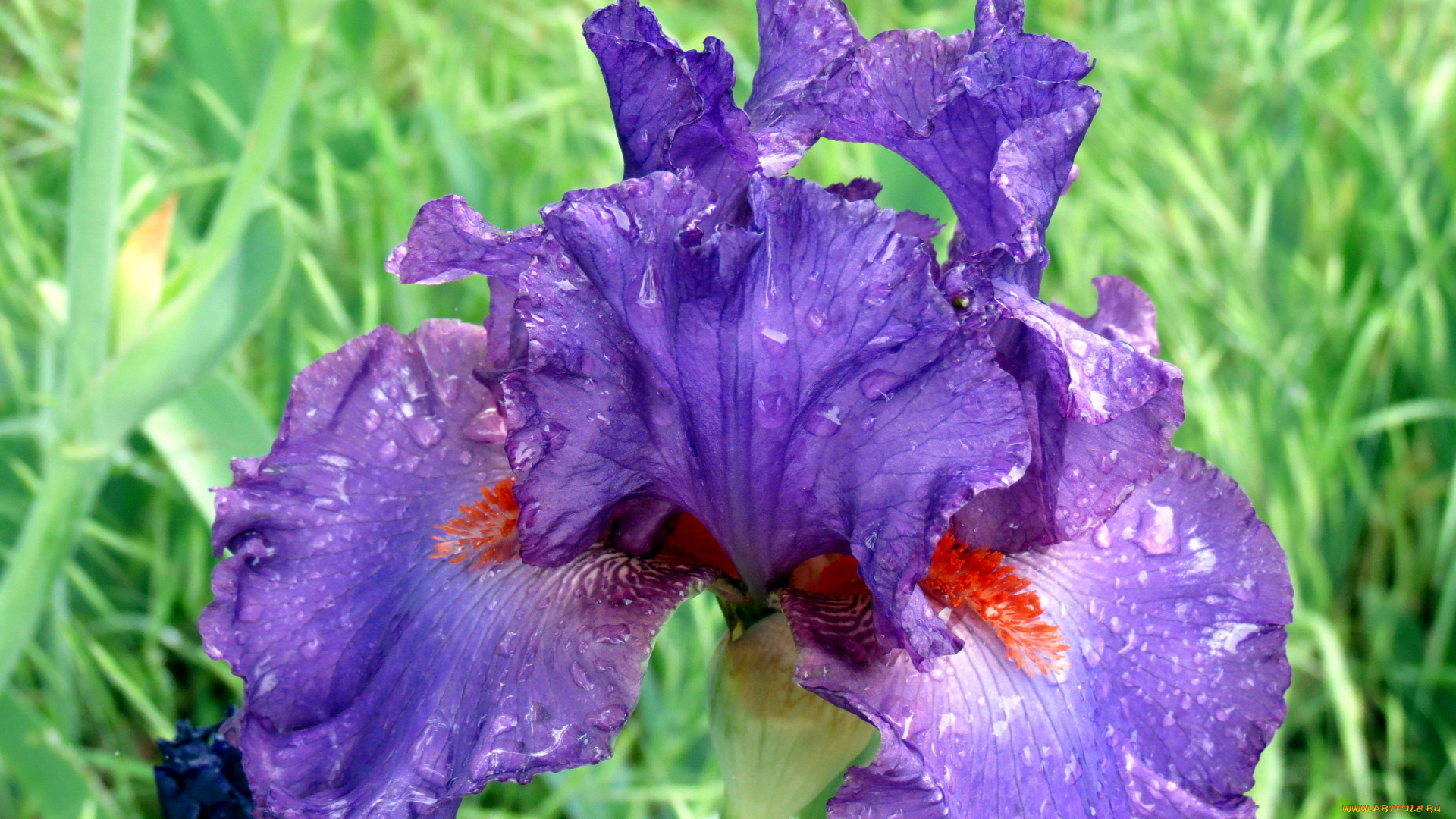 цветы, ирисы, капли, макро