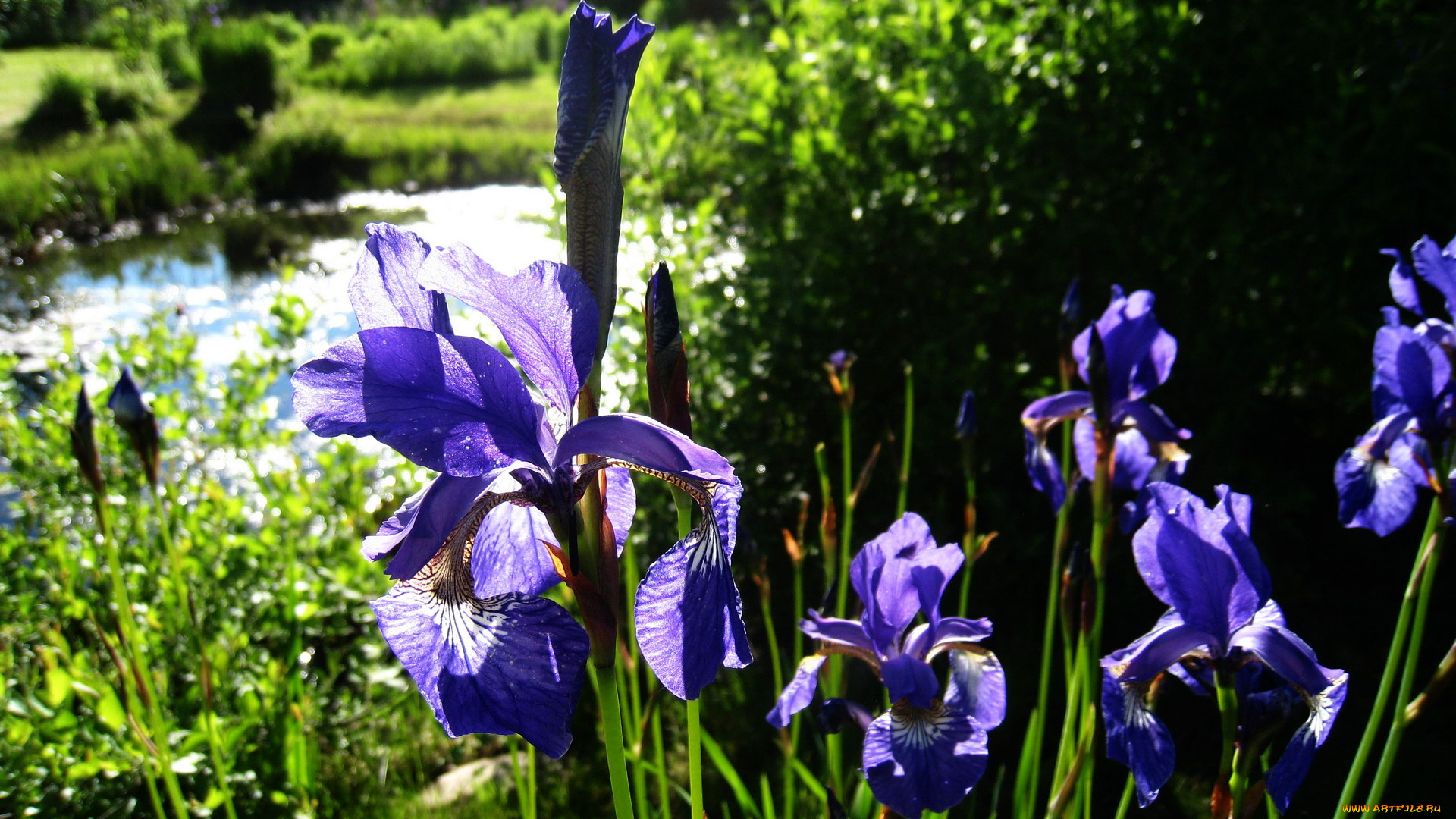 цветы, ирисы, сининй