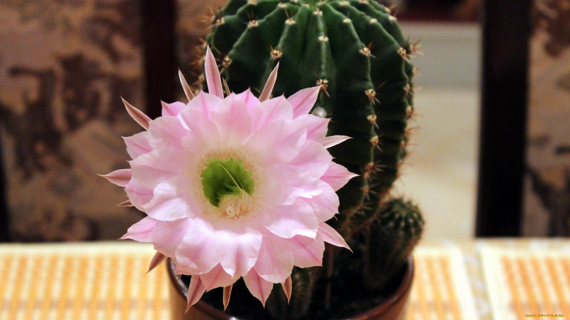 цветы, кактусы, экзотика