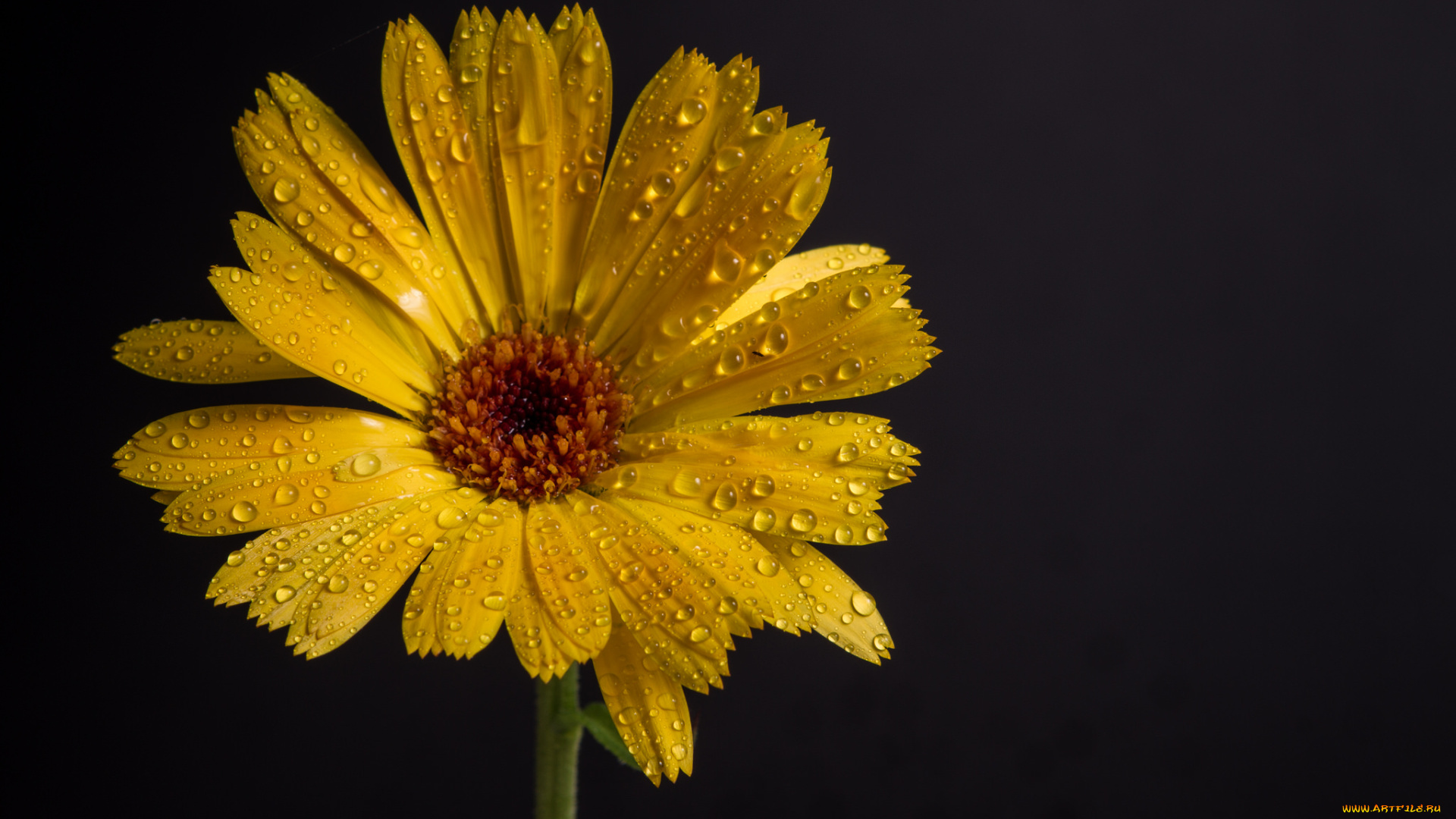 цветы, календула, макро, чёрный, фон, капли, роса, цветок