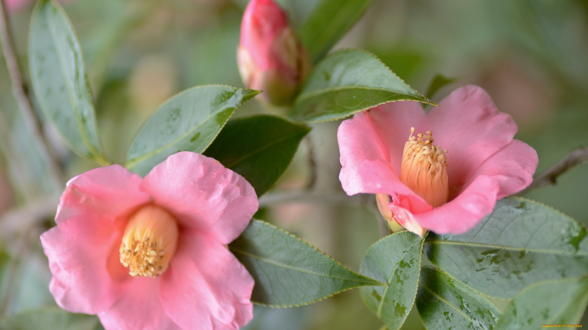 цветы, камелии, макро, листья, розовые