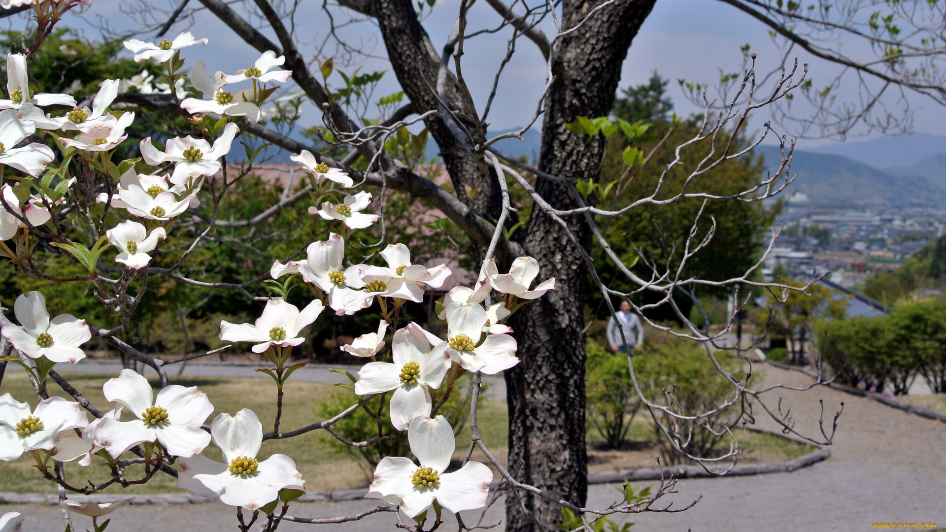 цветы, кизил, весна