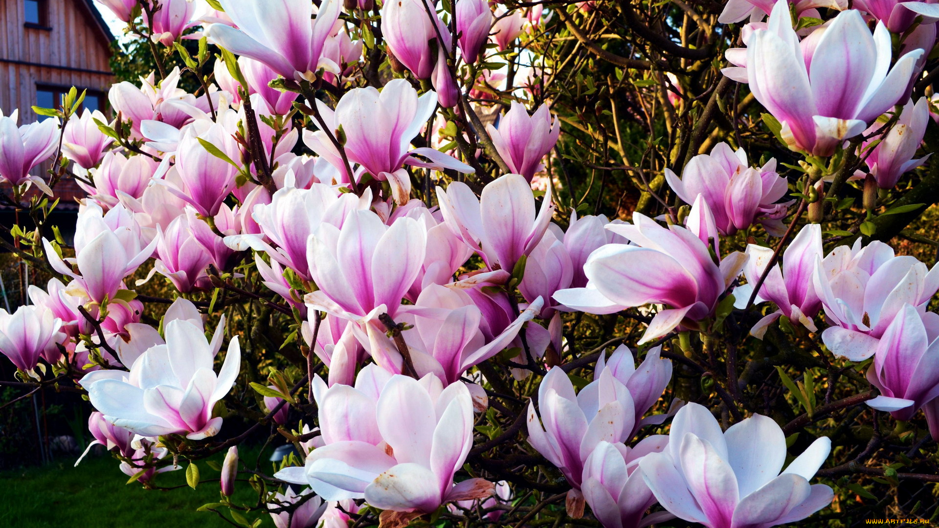 цветы, магнолии, бело-розовый