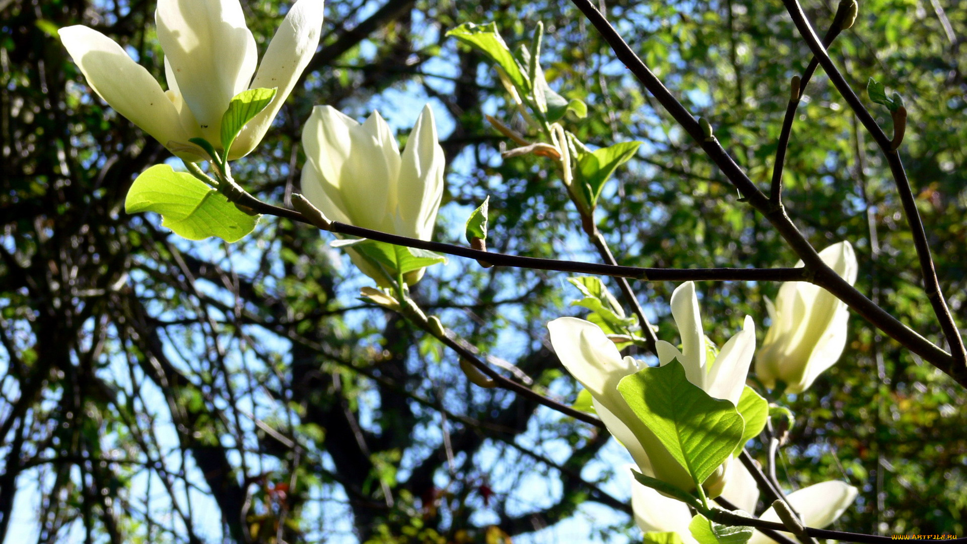 цветы, магнолии, лепестки