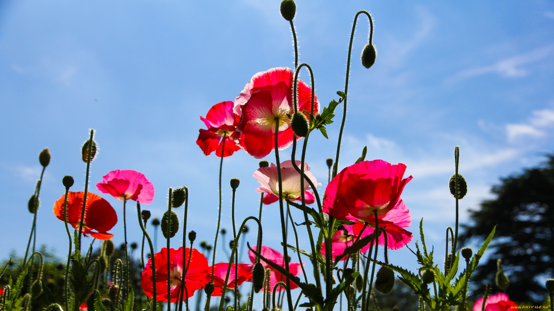 цветы, маки, лепестки, луг, поле, небо