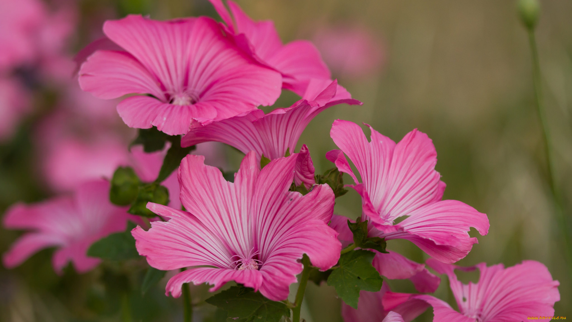 цветы, мальвы, фон, макро, розовые, мальва
