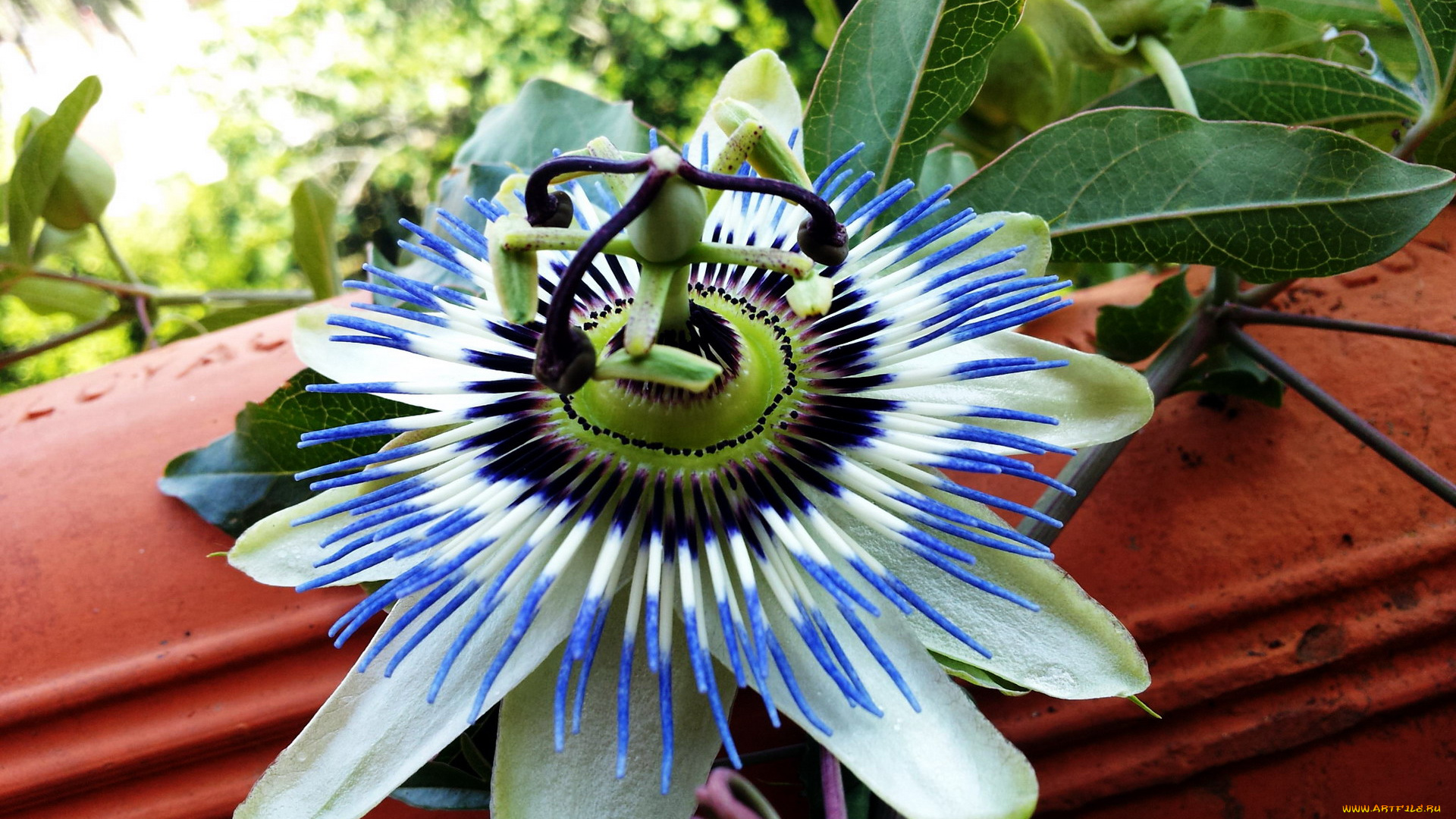 цветы, пассифлора, страстоцвет