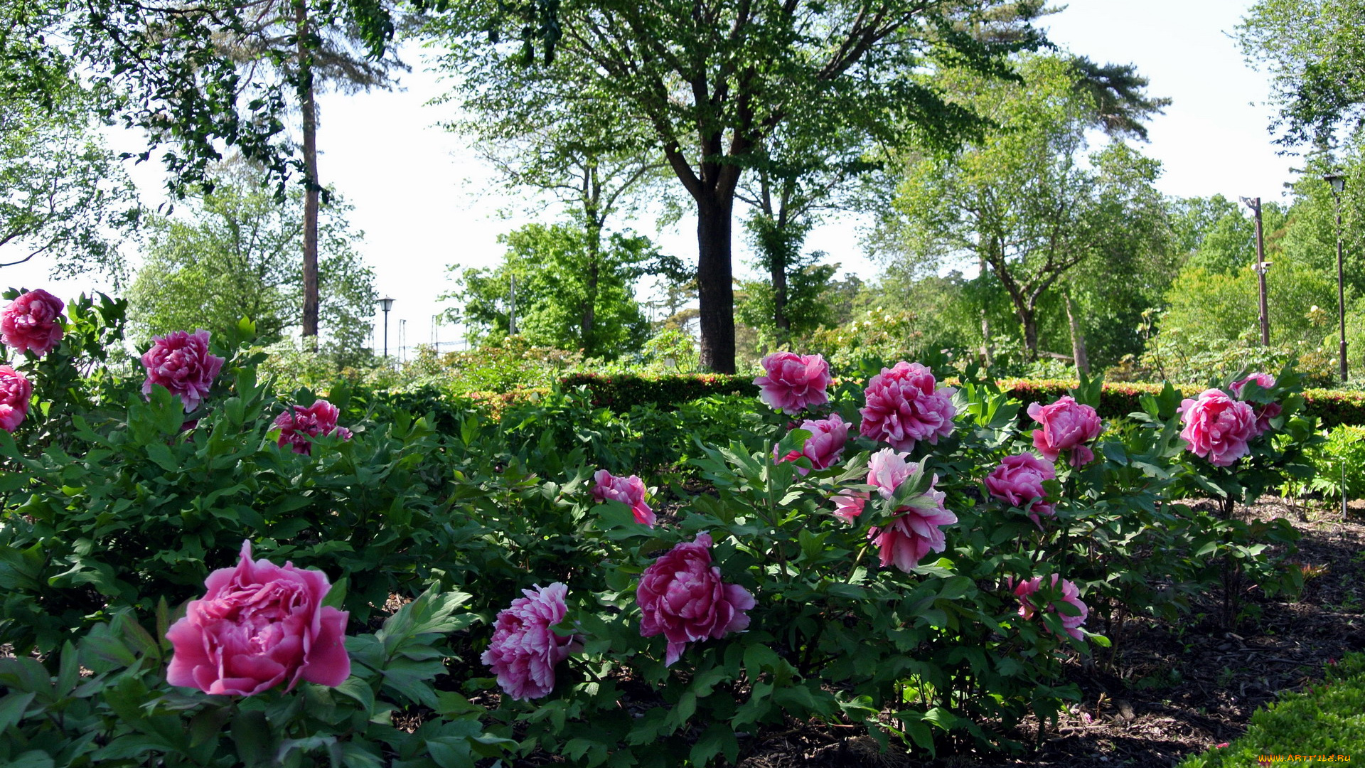 цветы, пионы, кусты