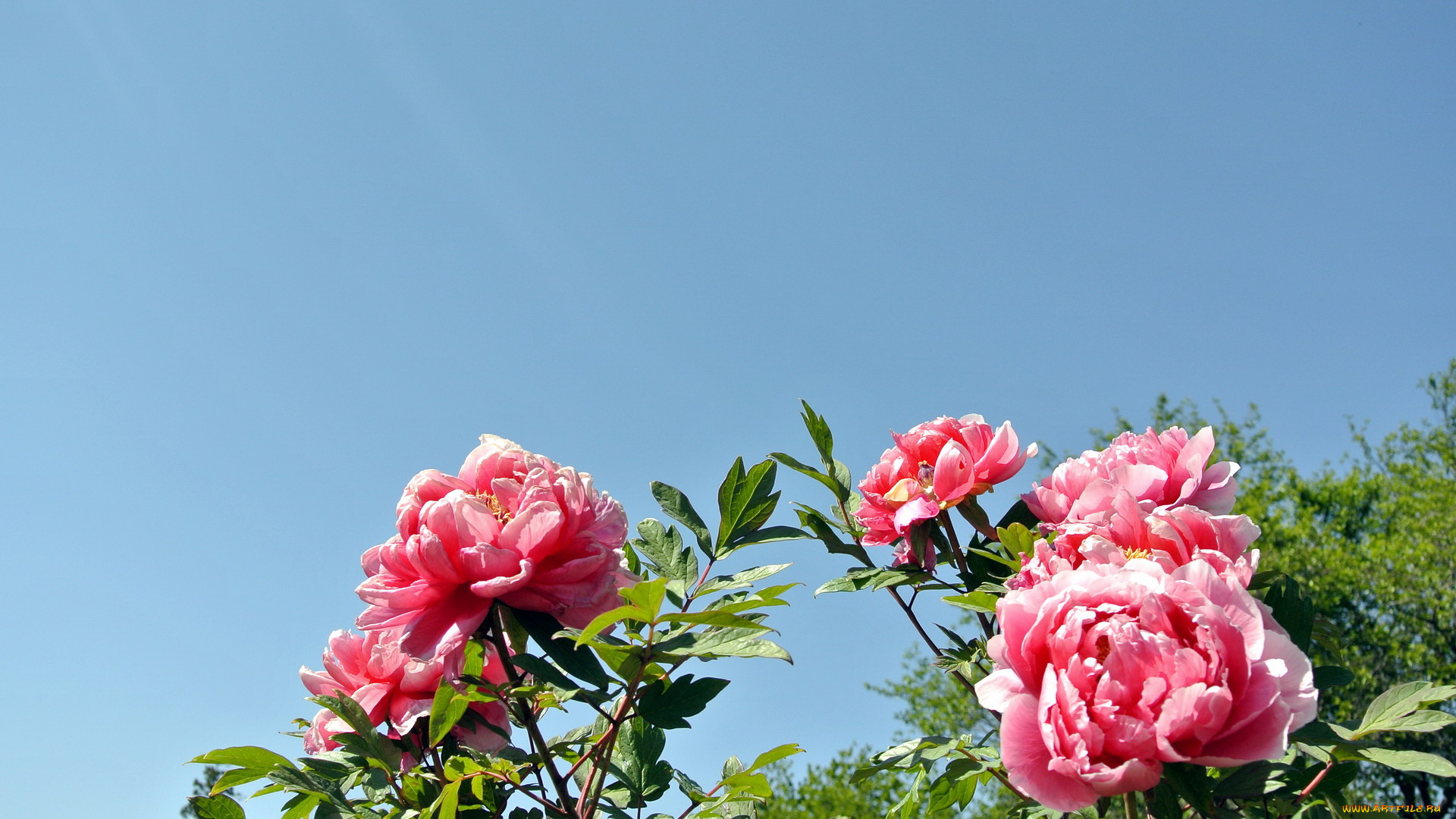 цветы, пионы, розовый