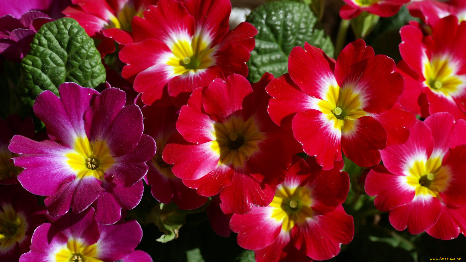 цветы, плюмерия, лепестки, природа, луг, ковер