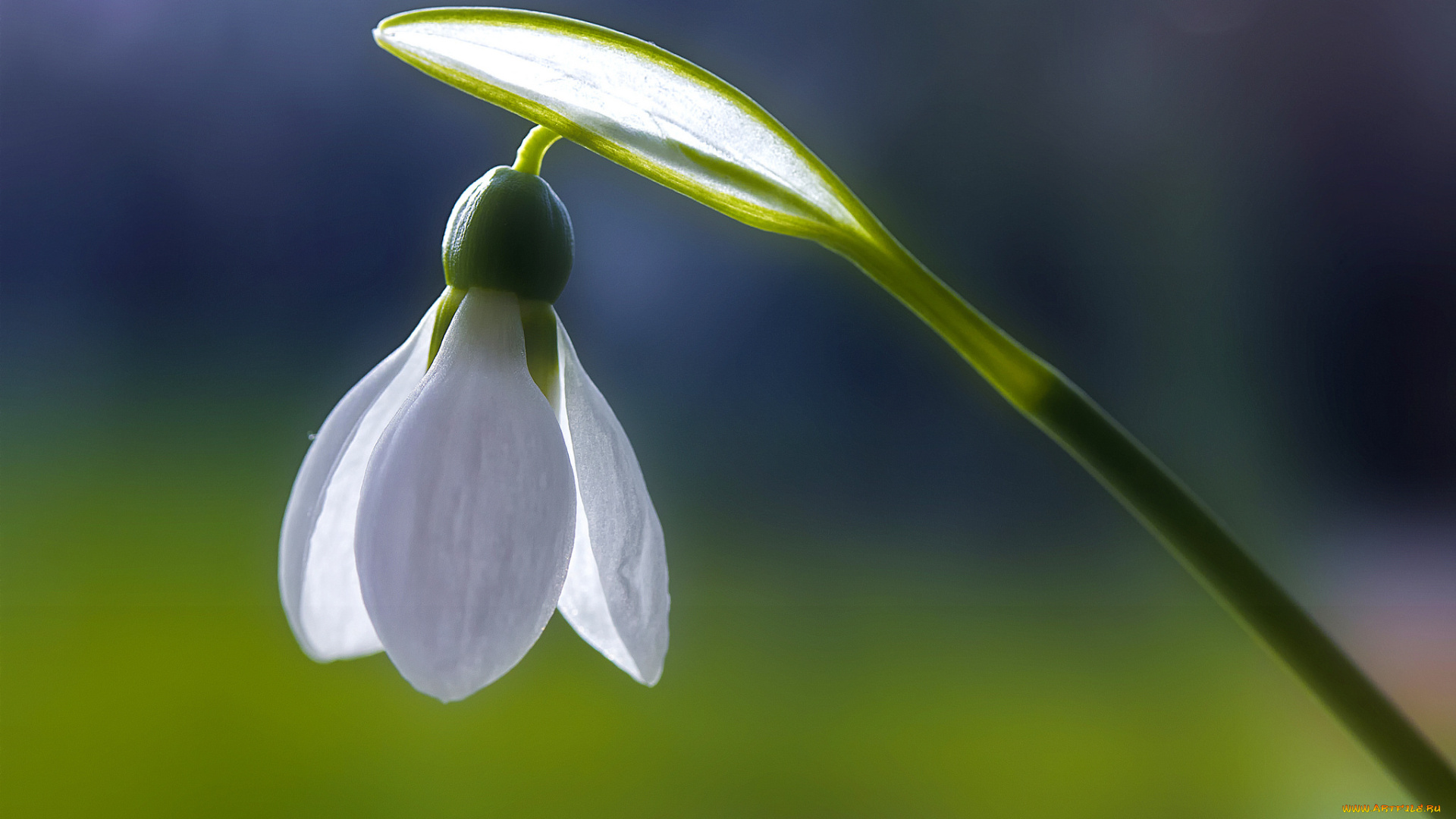 цветы, подснежники, , белоцветники, , пролески, frank, fullard, белый, macro, on, monday, the, first, snowdrop, весна, свежесть, подснежник