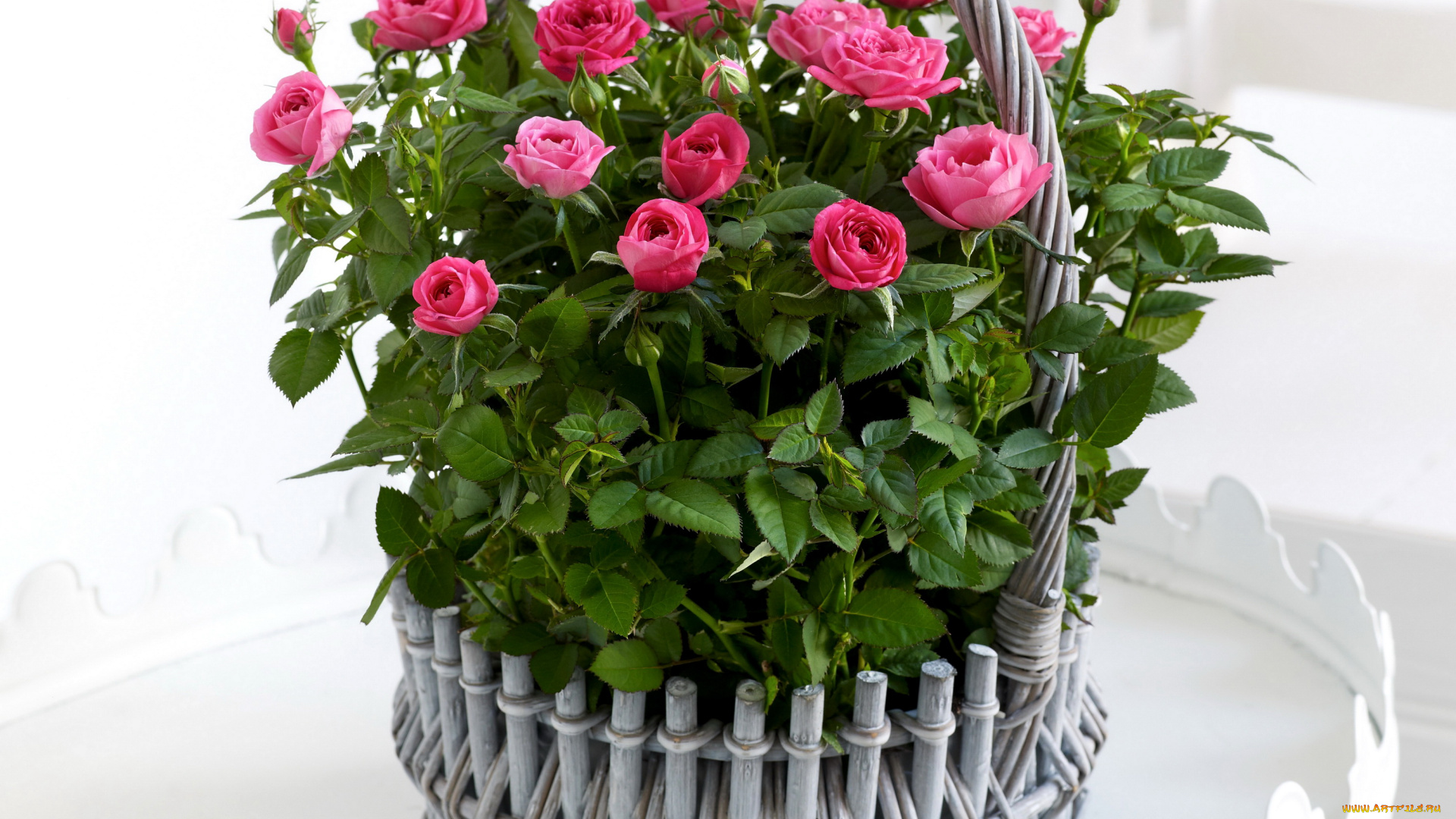 цветы, розы, корзинка, розв, розовые