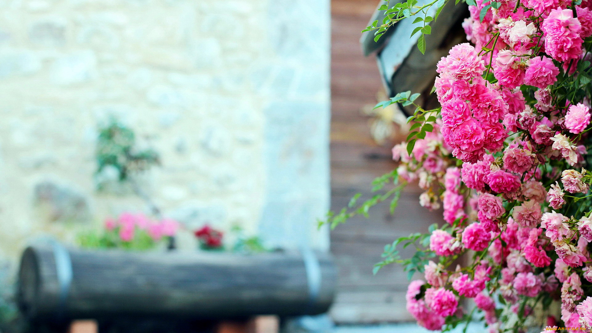 цветы, розы, много