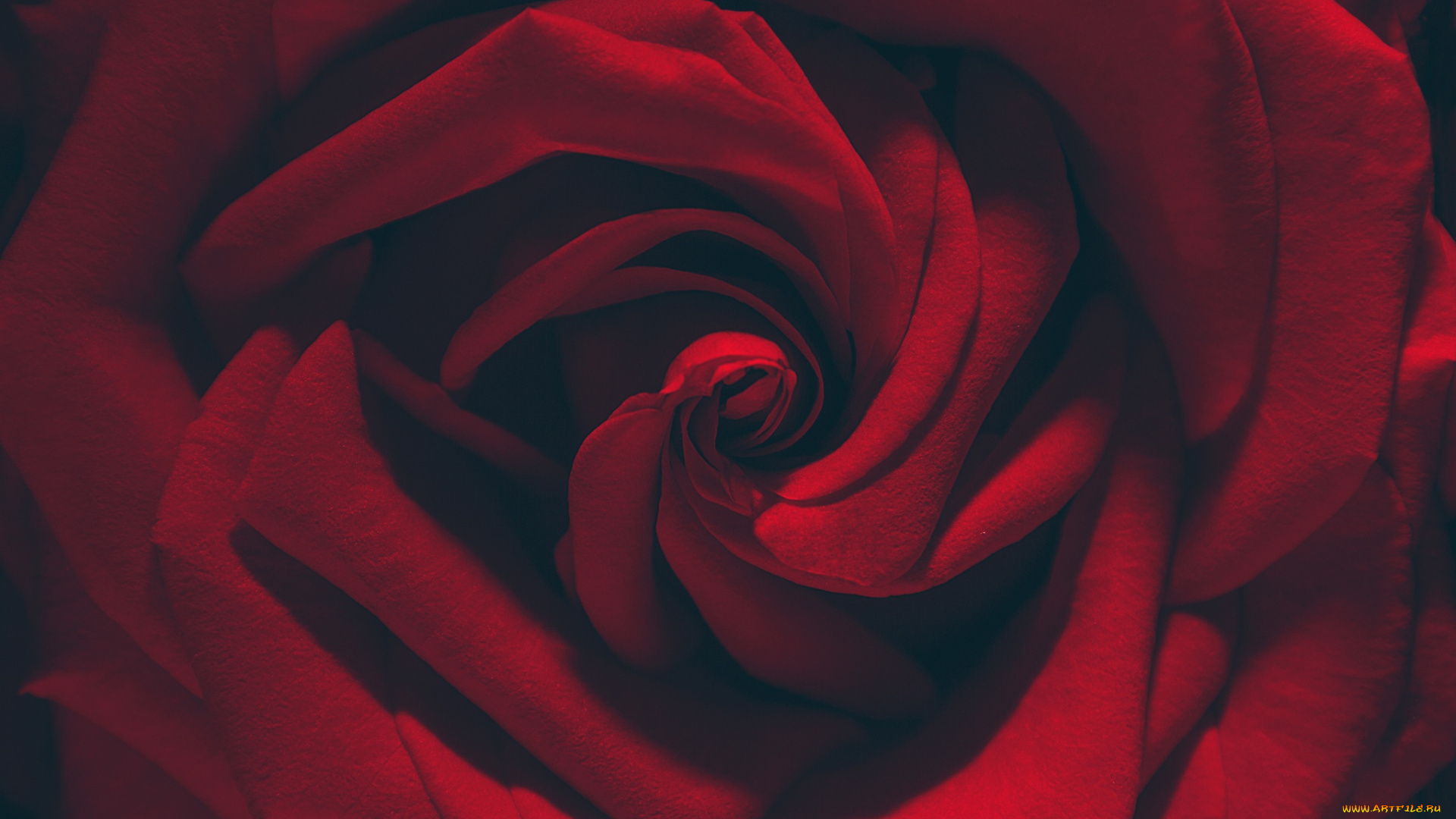 цветы, розы, роза, красная, лепестки, макро