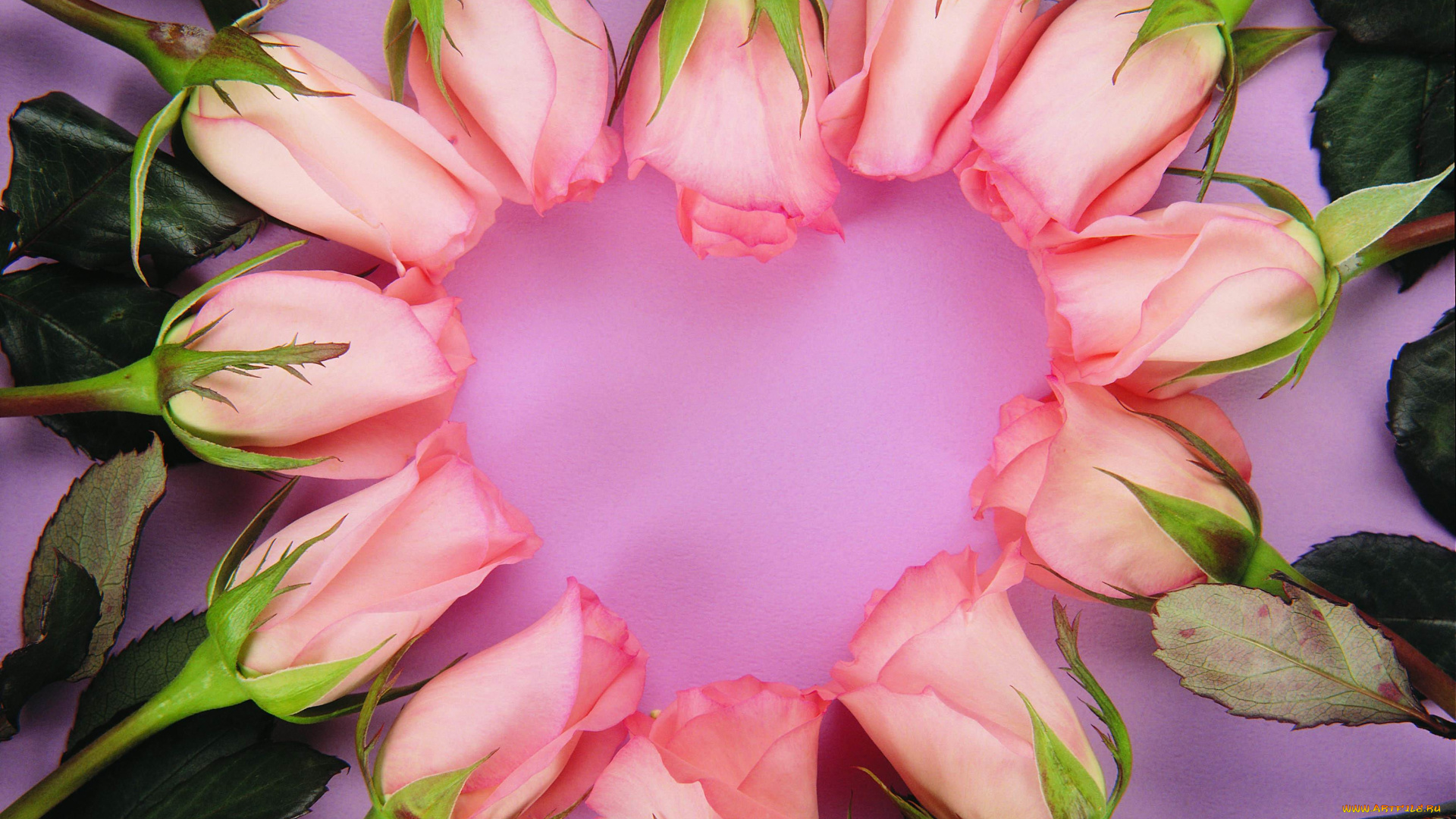 цветы, розы, розовые, сердечко