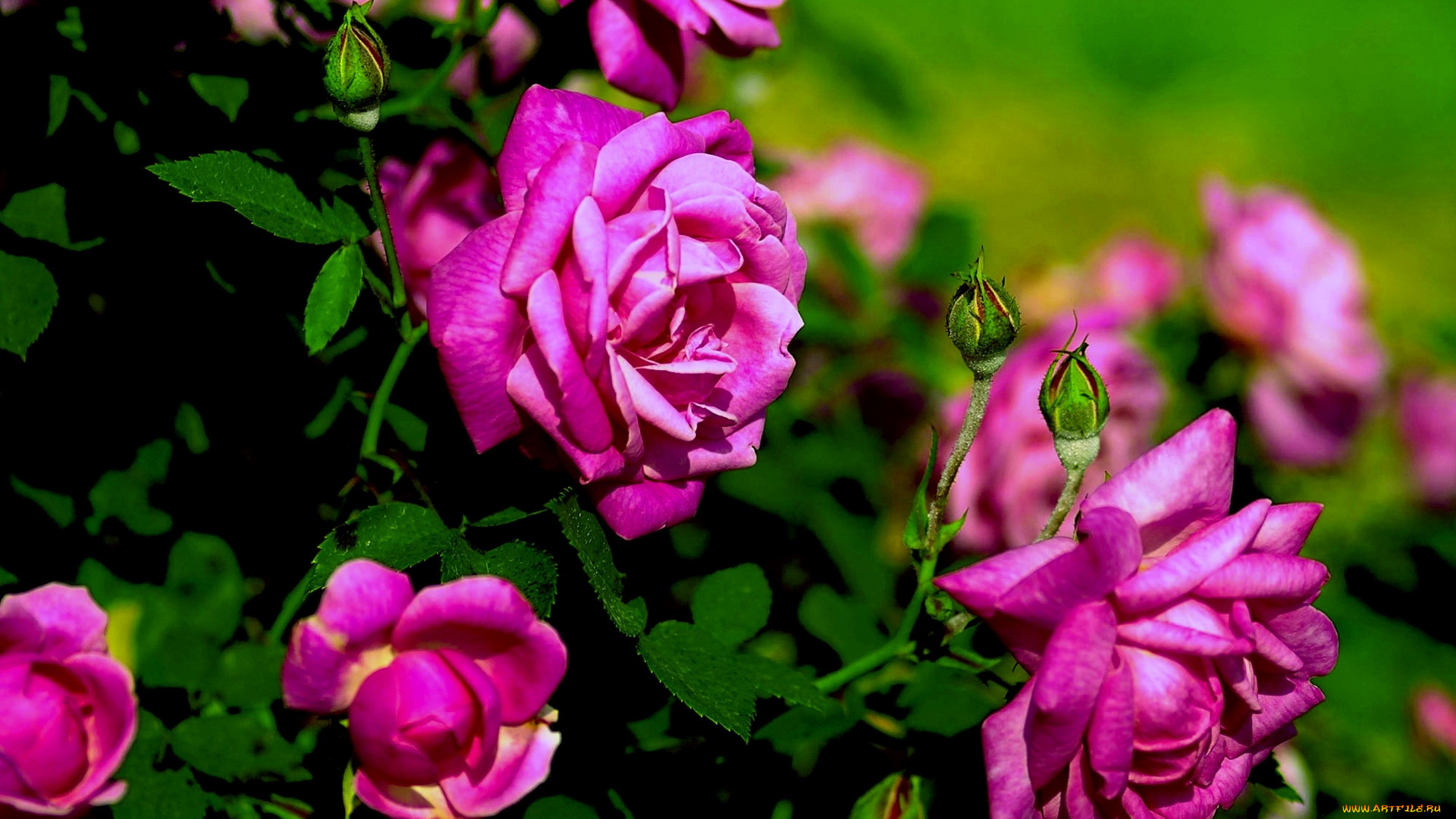 цветы, розы, сиреневый