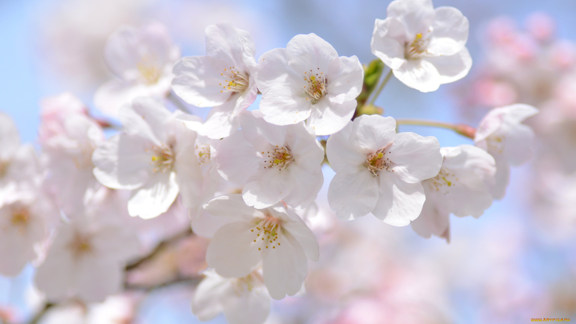 цветы, сакура, , вишня, макро, нежность, ветка, весна