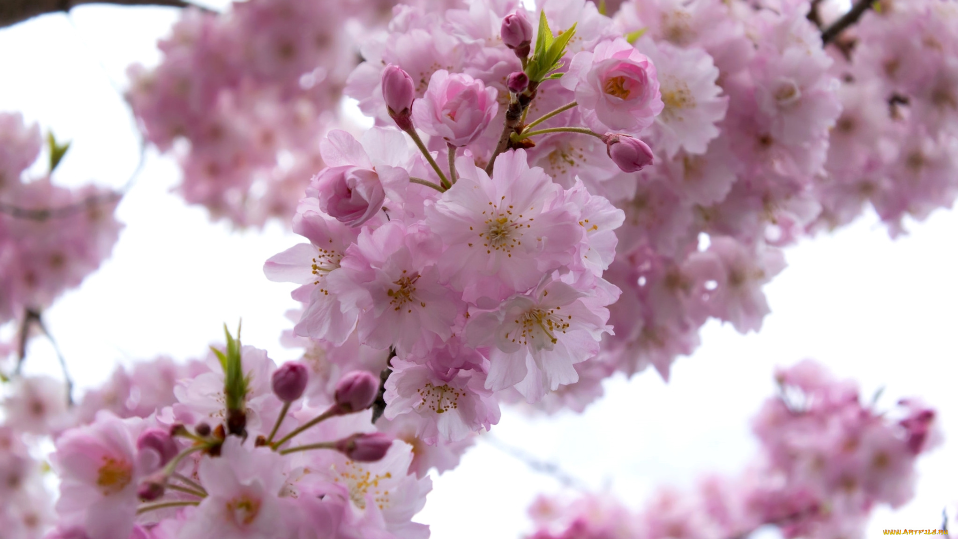 цветы, сакура, , вишня, весна, ветка, вишня, цветение