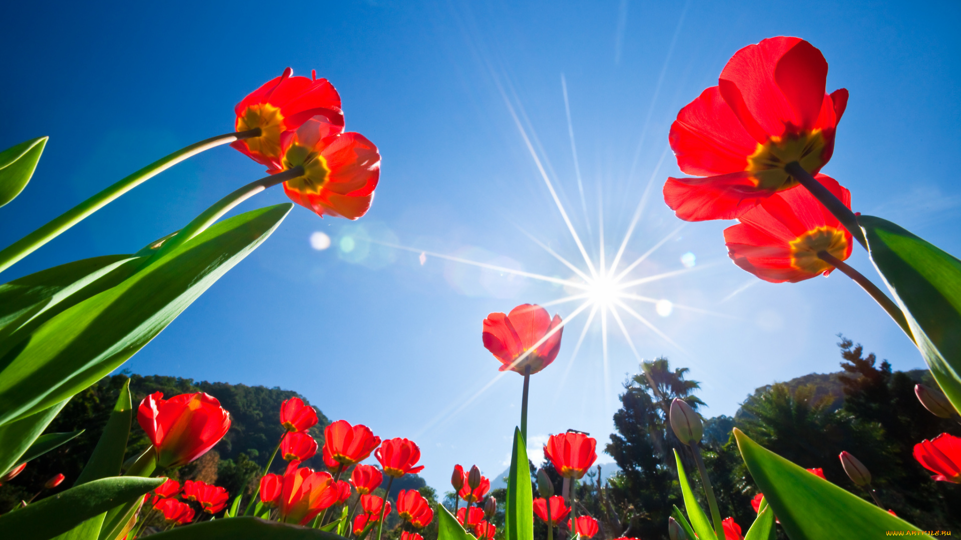 цветы, тюльпаны, деревья, лучи, солнце, небо