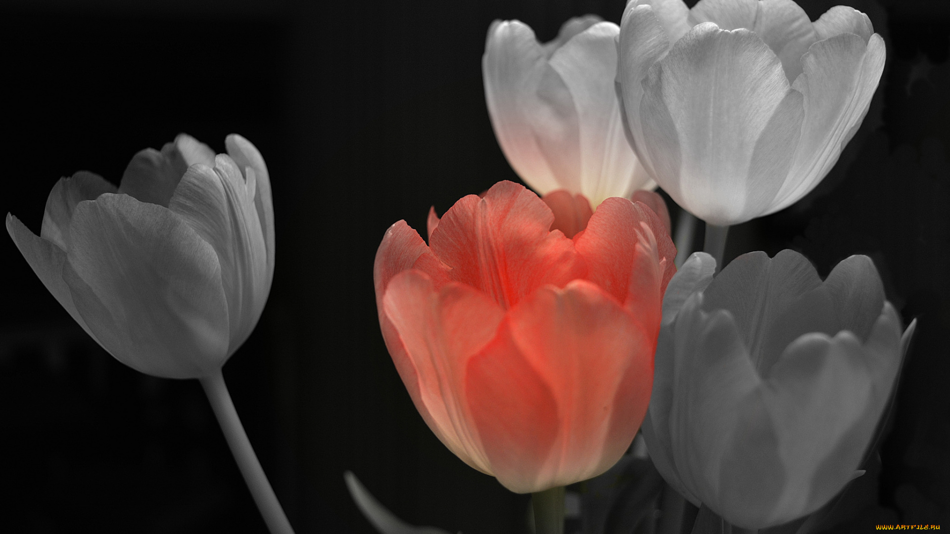 цветы, тюльпаны, фон, лепестки, краски