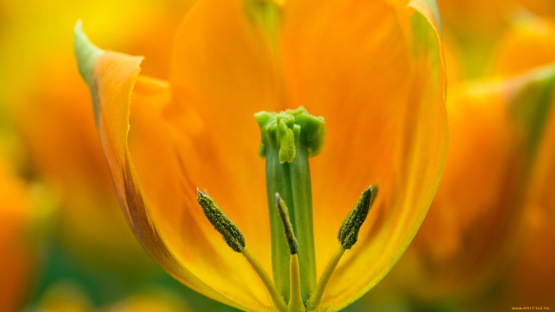 цветы, тюльпаны, макро, весна, желтый, тюльпан