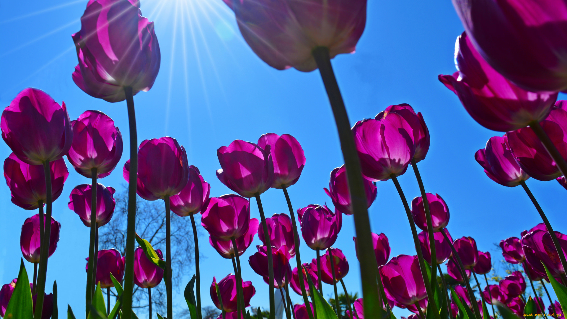 цветы, тюльпаны, весна, лучи, солнце, небо