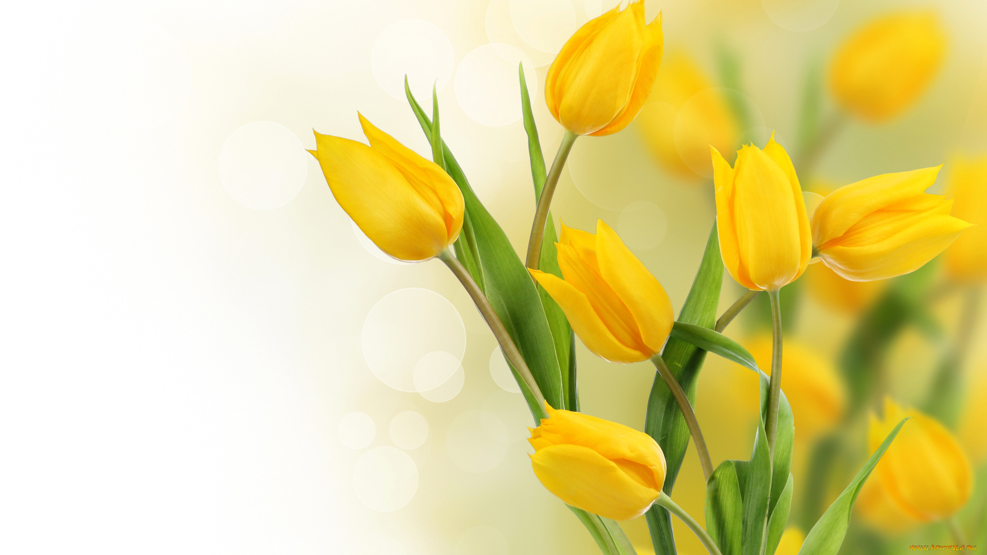 цветы, тюльпаны, желтый, фото