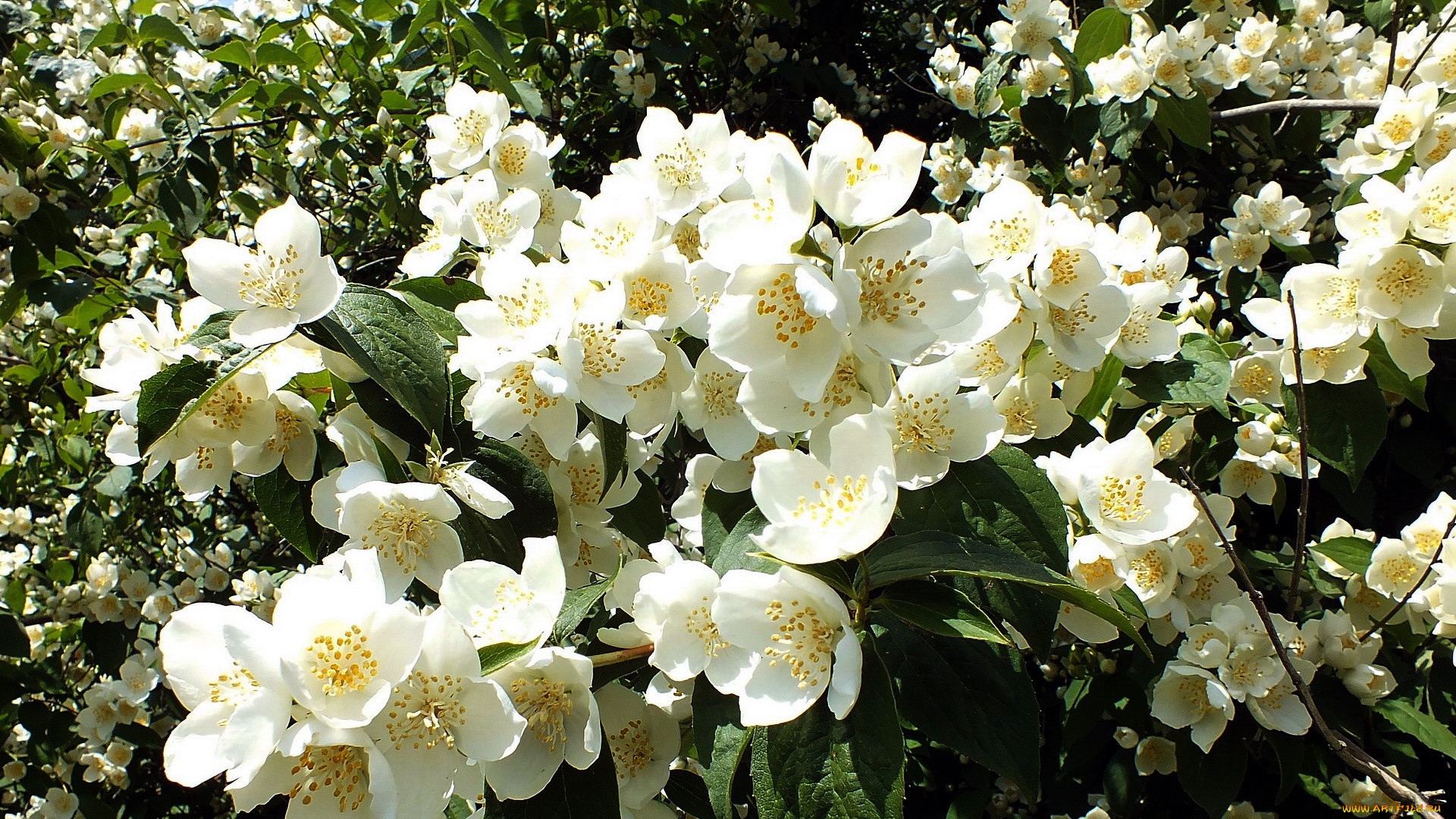 цветы, жасмин, белый