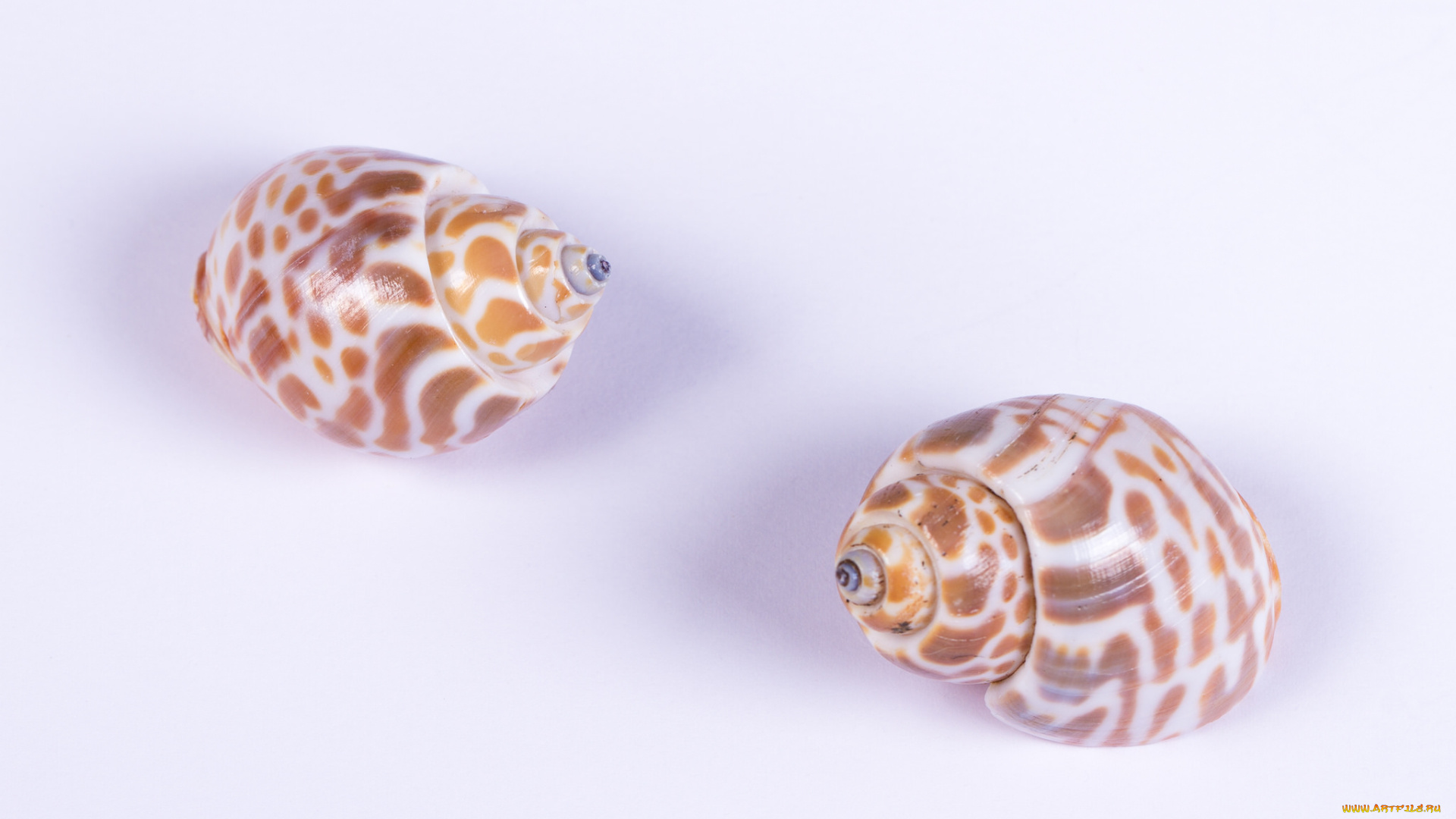 разное, ракушки, , кораллы, , декоративные, и, spa-камни, фон, макро