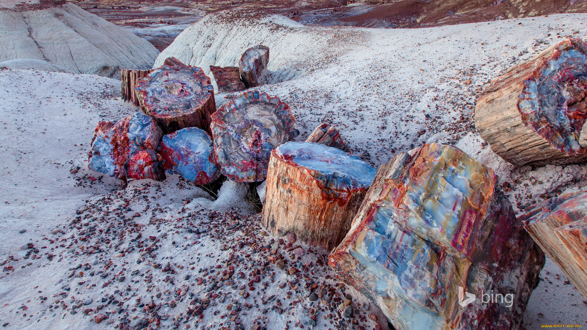 разное, ракушки, , кораллы, , декоративные, и, spa-камни, пустыня, окаменевшие, деревья