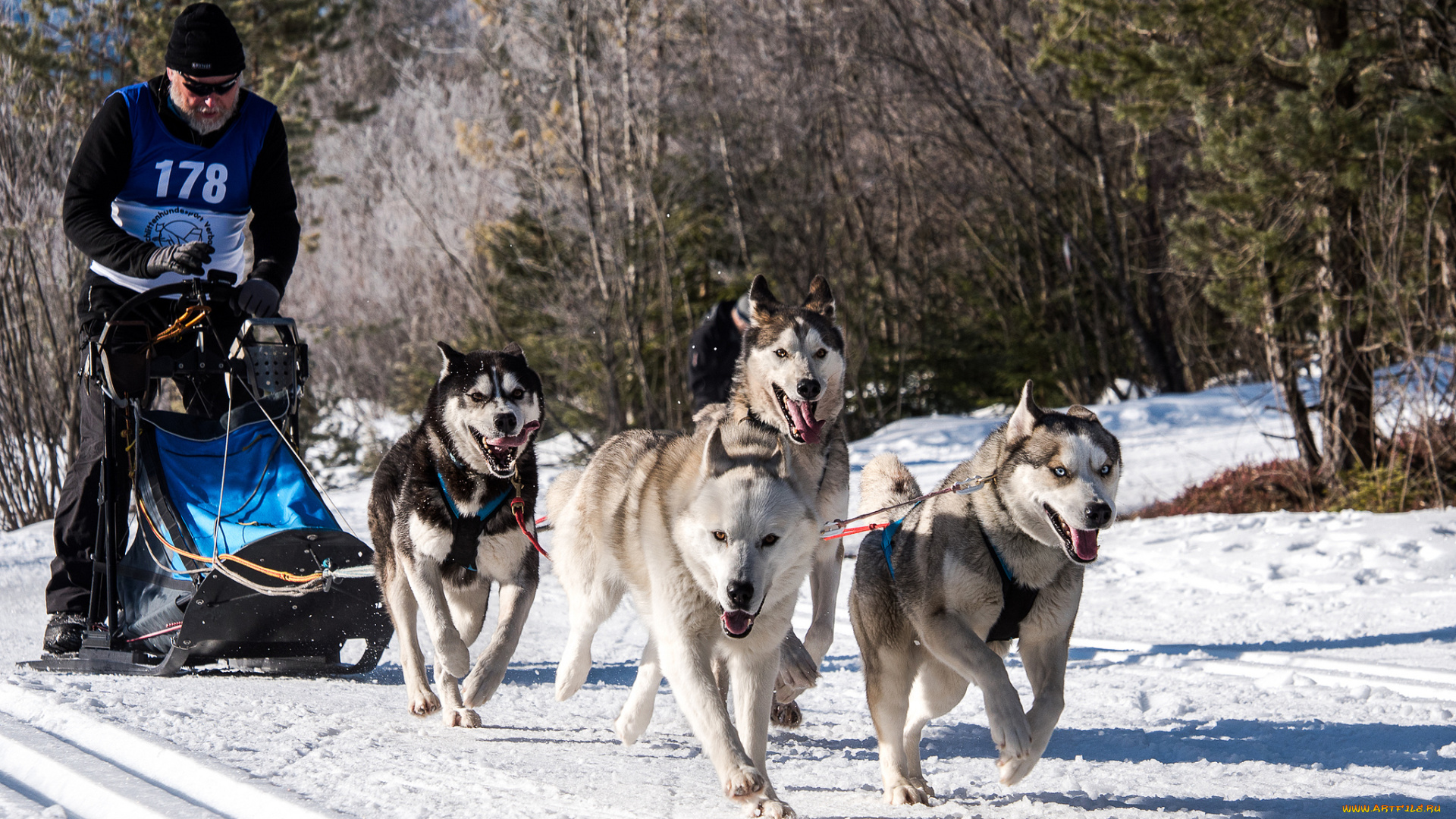 спорт, -, другое, собаки, упряжка, гонка