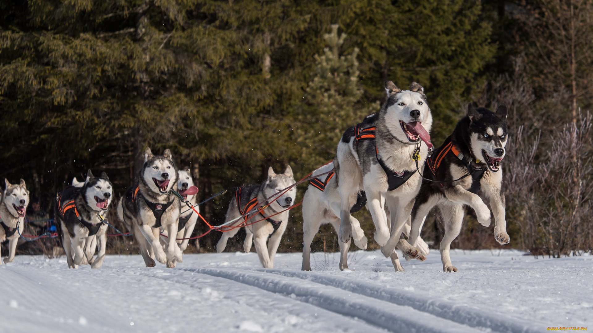 спорт, -, другое, собаки, упряжка, гонка