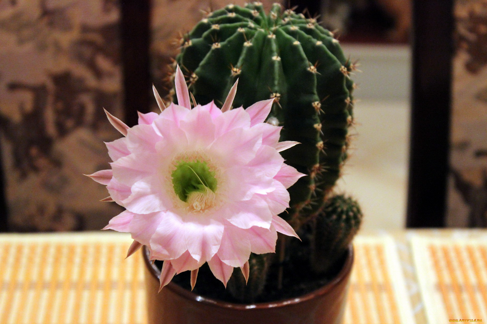 цветы, кактусы, экзотика