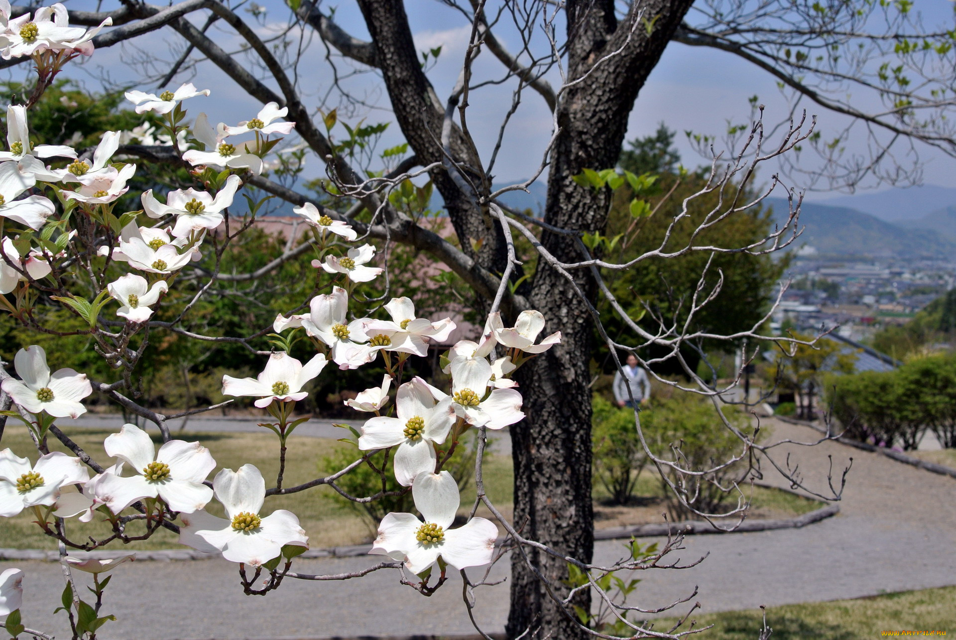 цветы, кизил, весна
