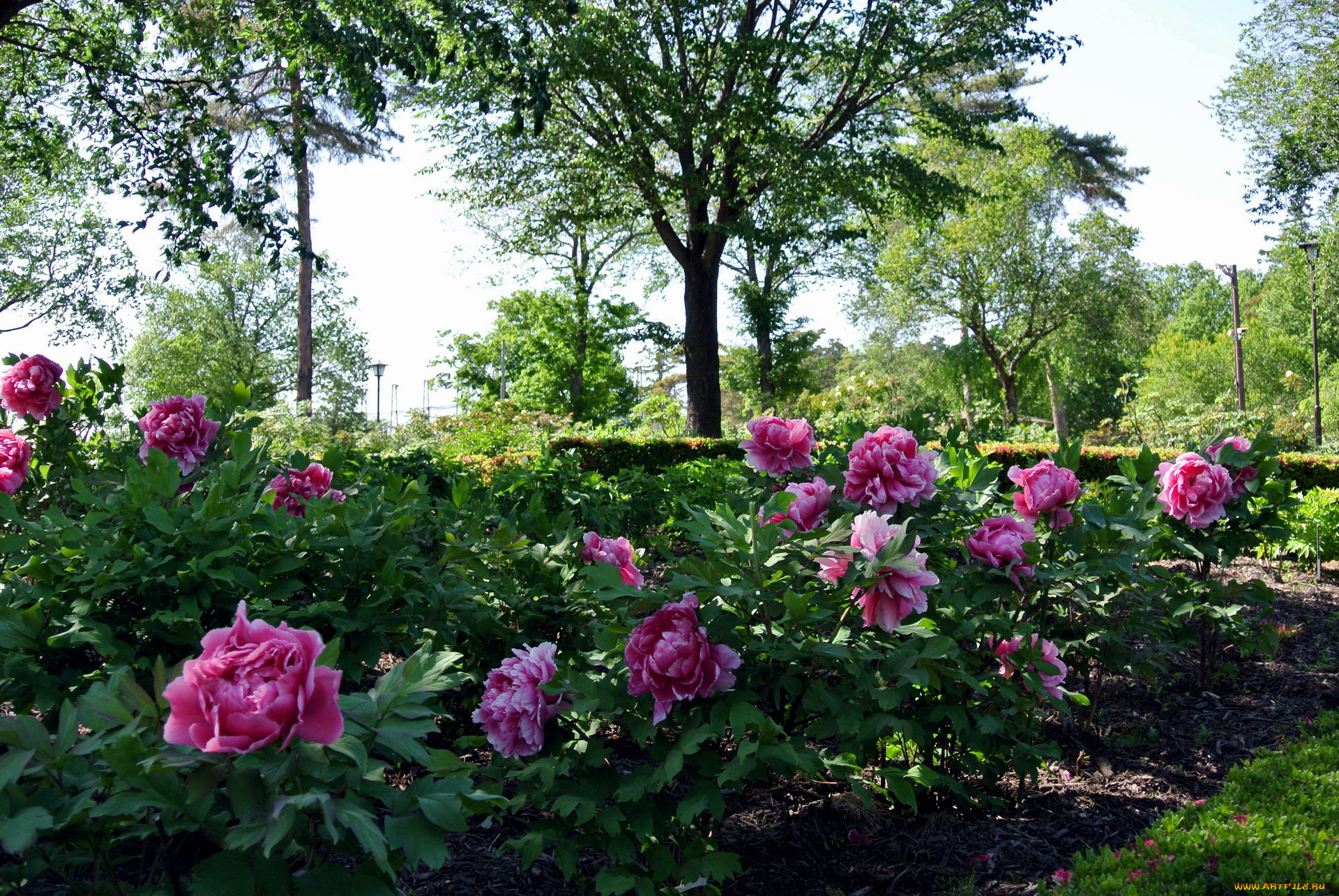 цветы, пионы, кусты