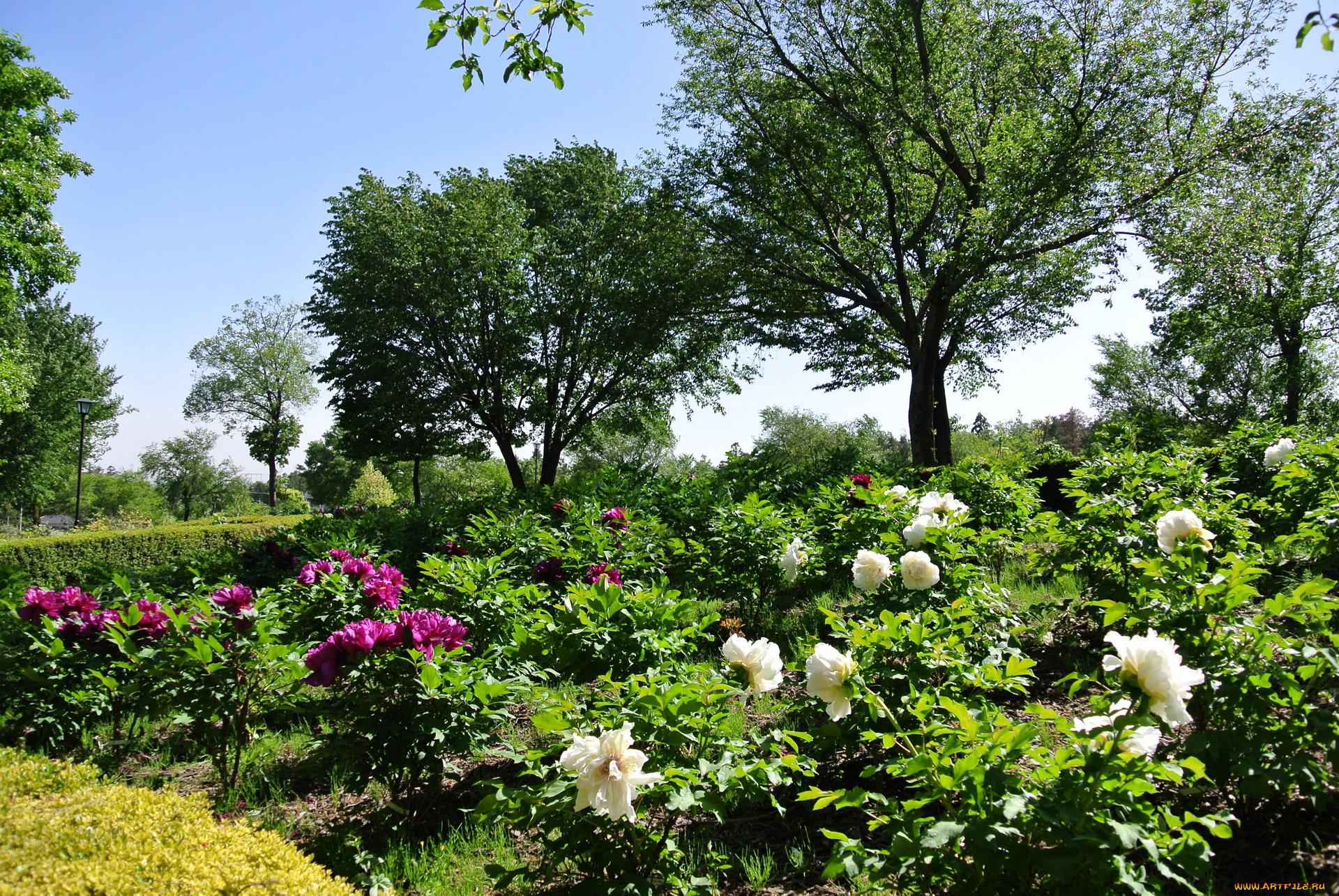 цветы, пионы, кусты