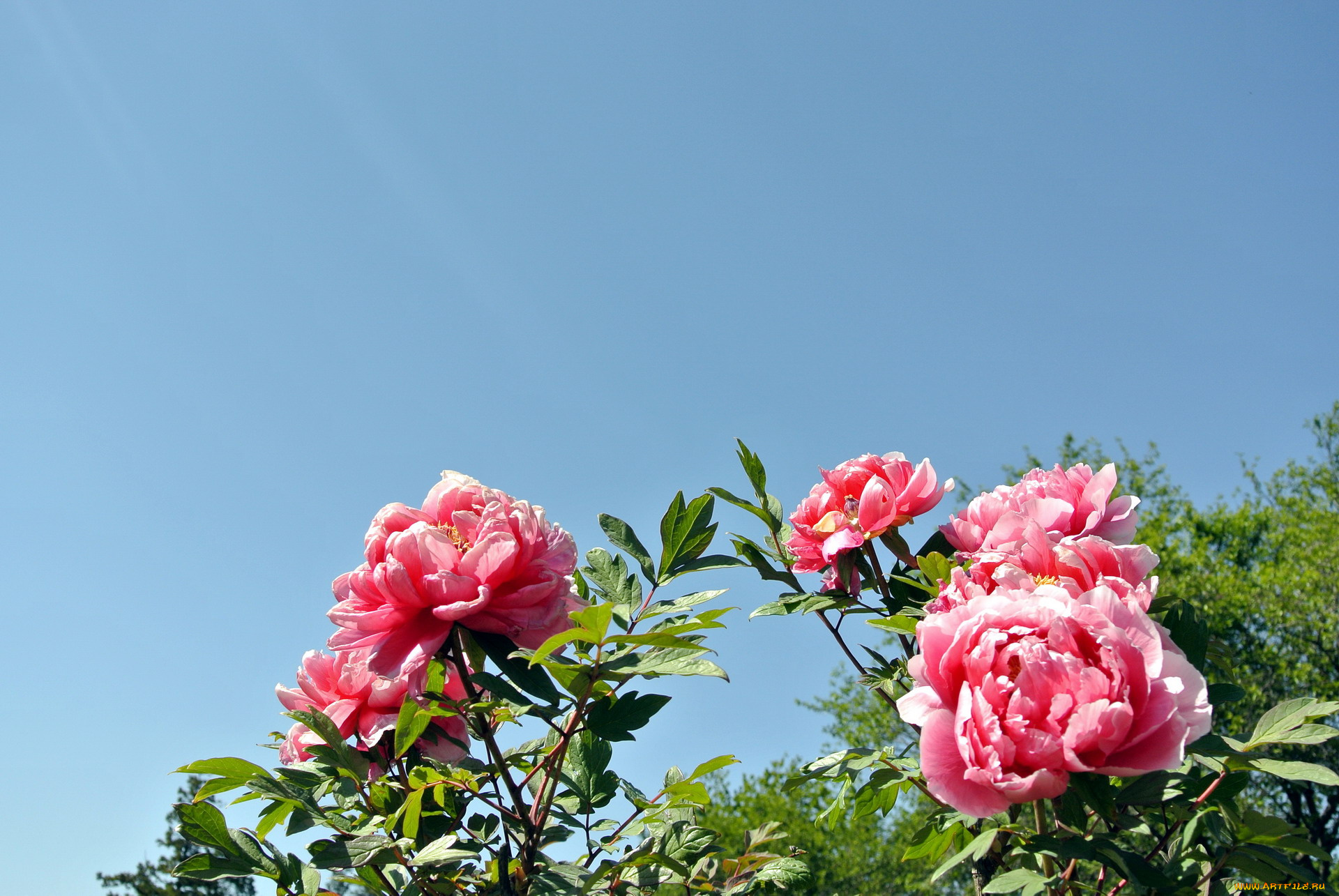 цветы, пионы, розовый