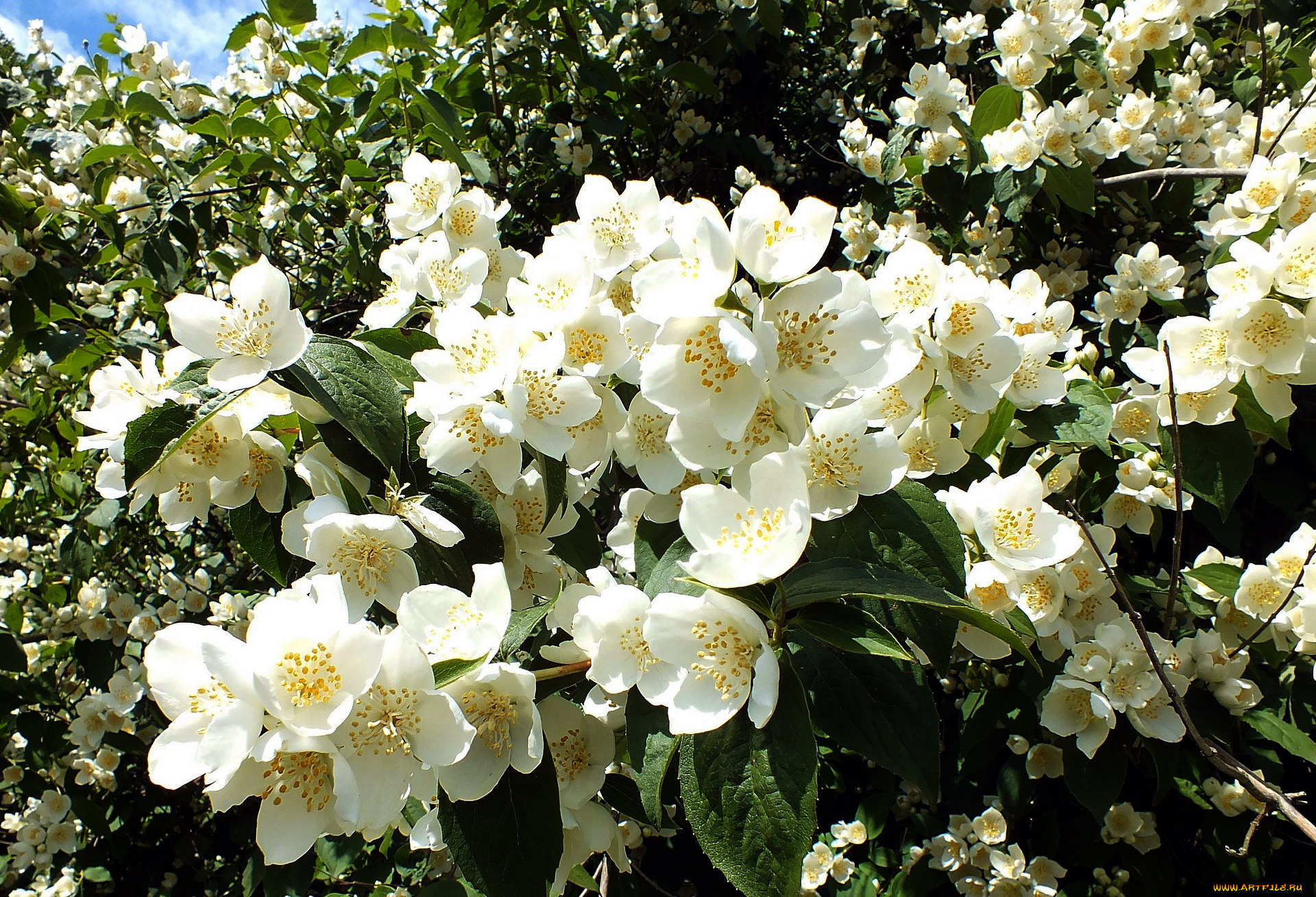 цветы, жасмин, белый