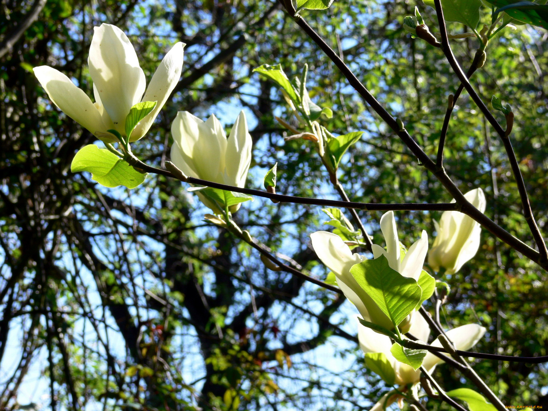 цветы, магнолии, лепестки