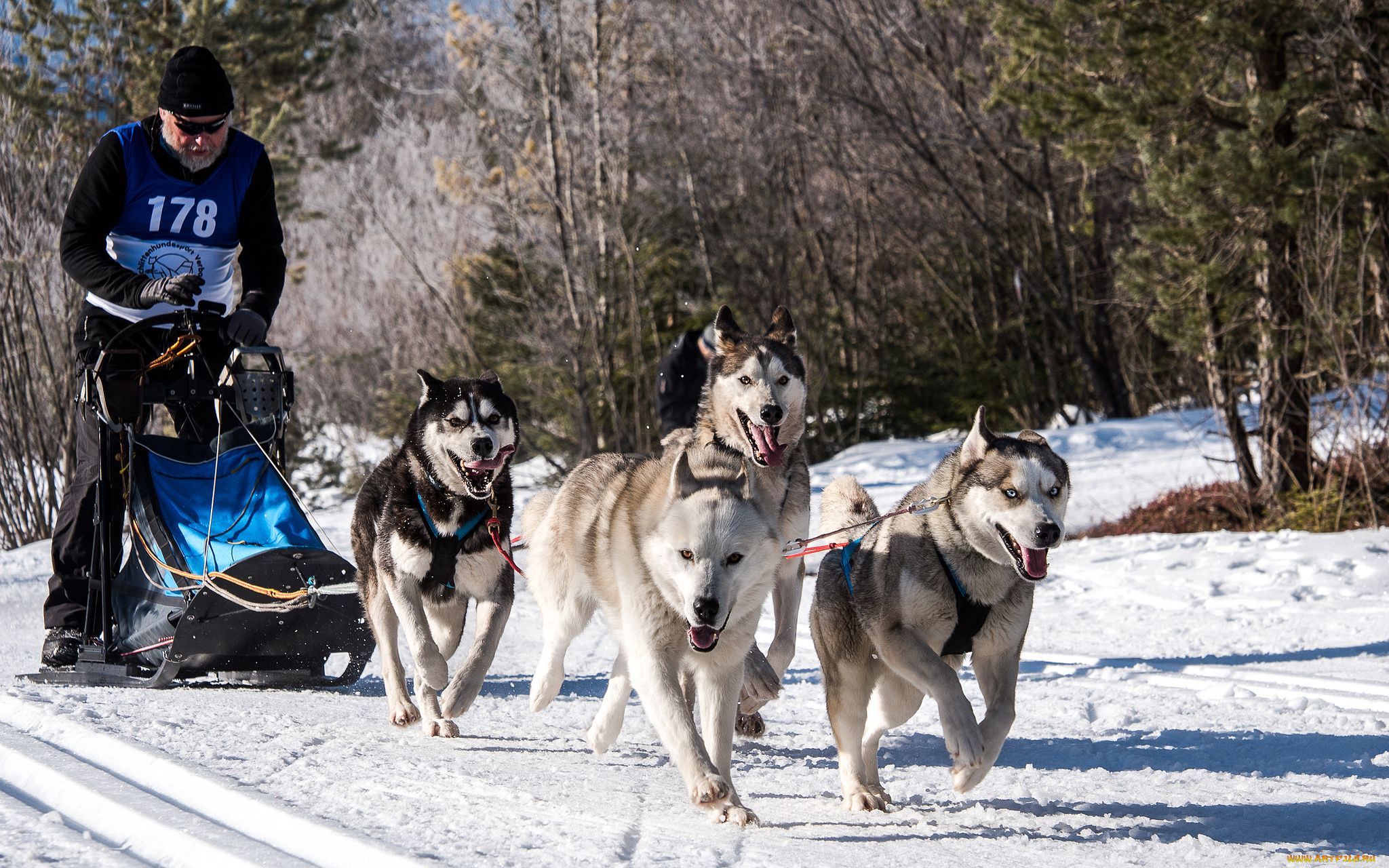 спорт, -, другое, собаки, упряжка, гонка