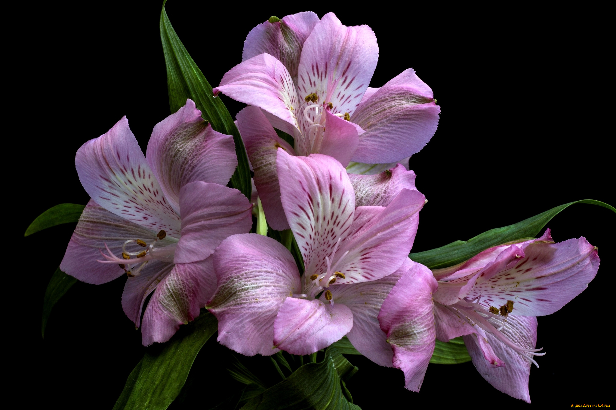 цветы, альстромерия, розовый, макро