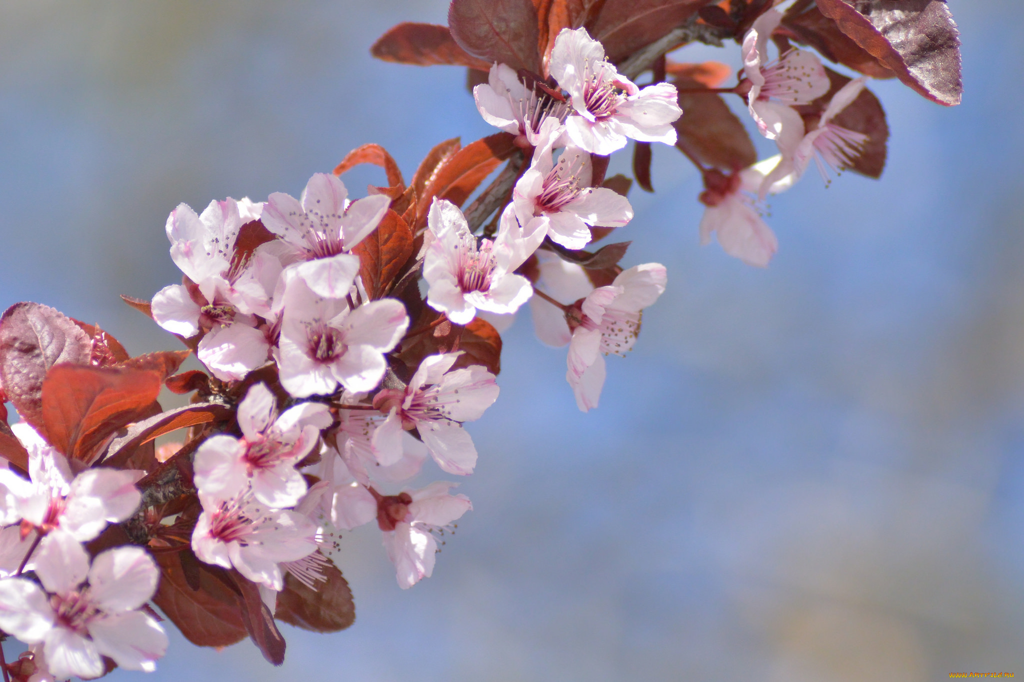 цветы, цветущие, деревья, , , кустарники, весна, ветка, листья
