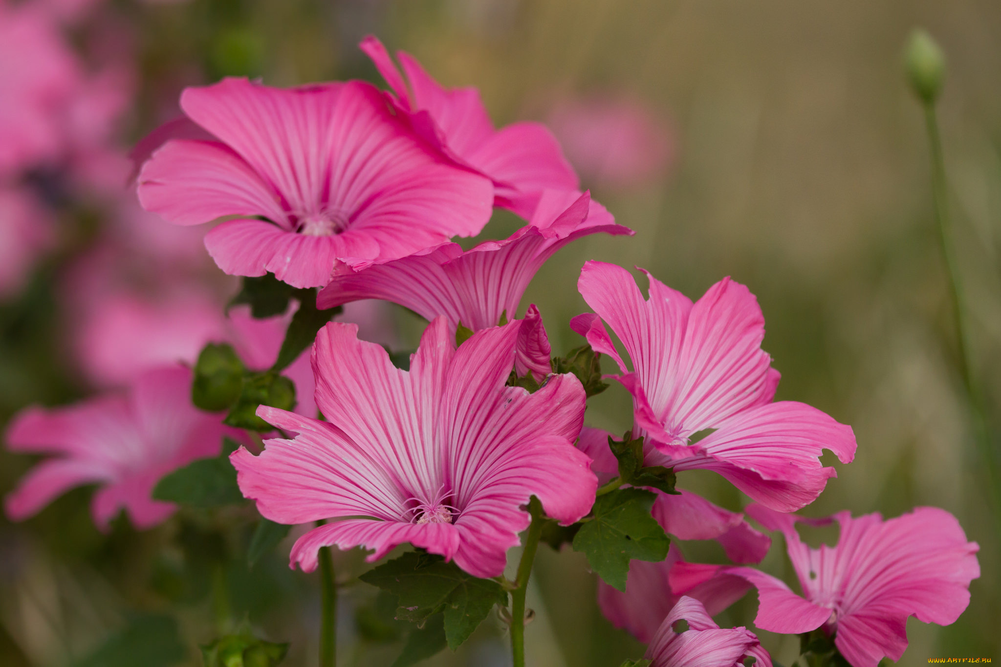 цветы, мальвы, фон, макро, розовые, мальва