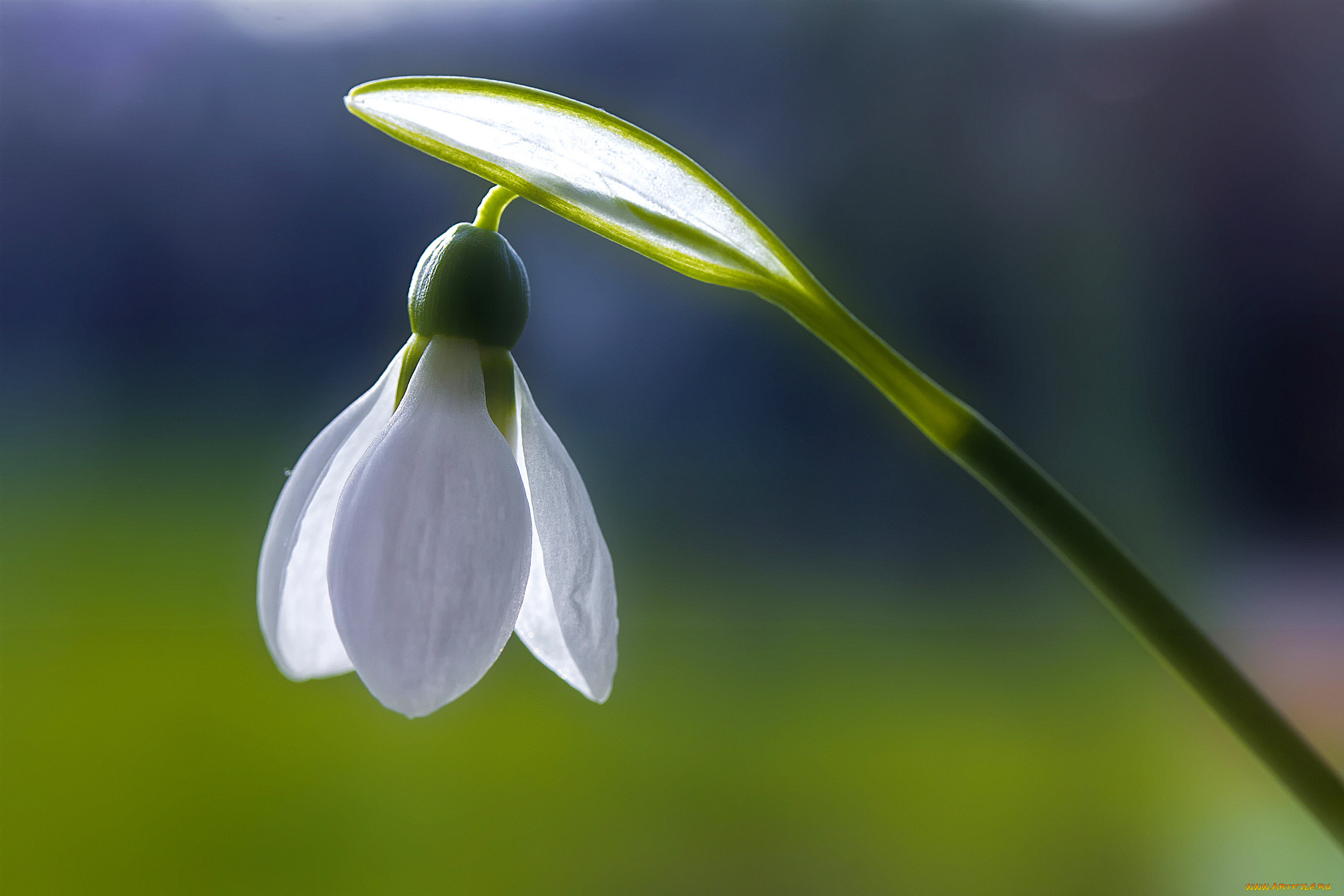 цветы, подснежники, , белоцветники, , пролески, frank, fullard, белый, macro, on, monday, the, first, snowdrop, весна, свежесть, подснежник