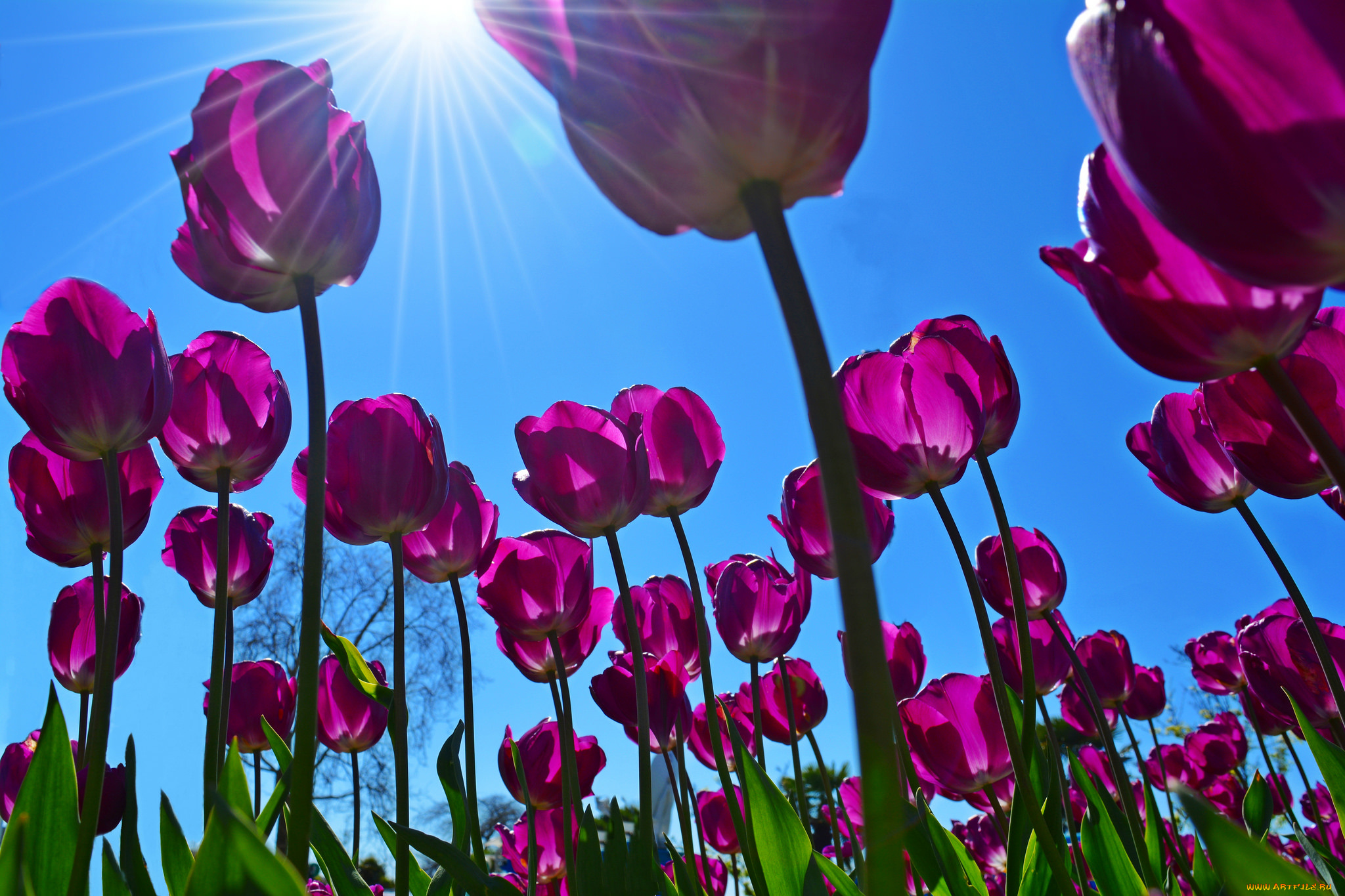 цветы, тюльпаны, весна, лучи, солнце, небо