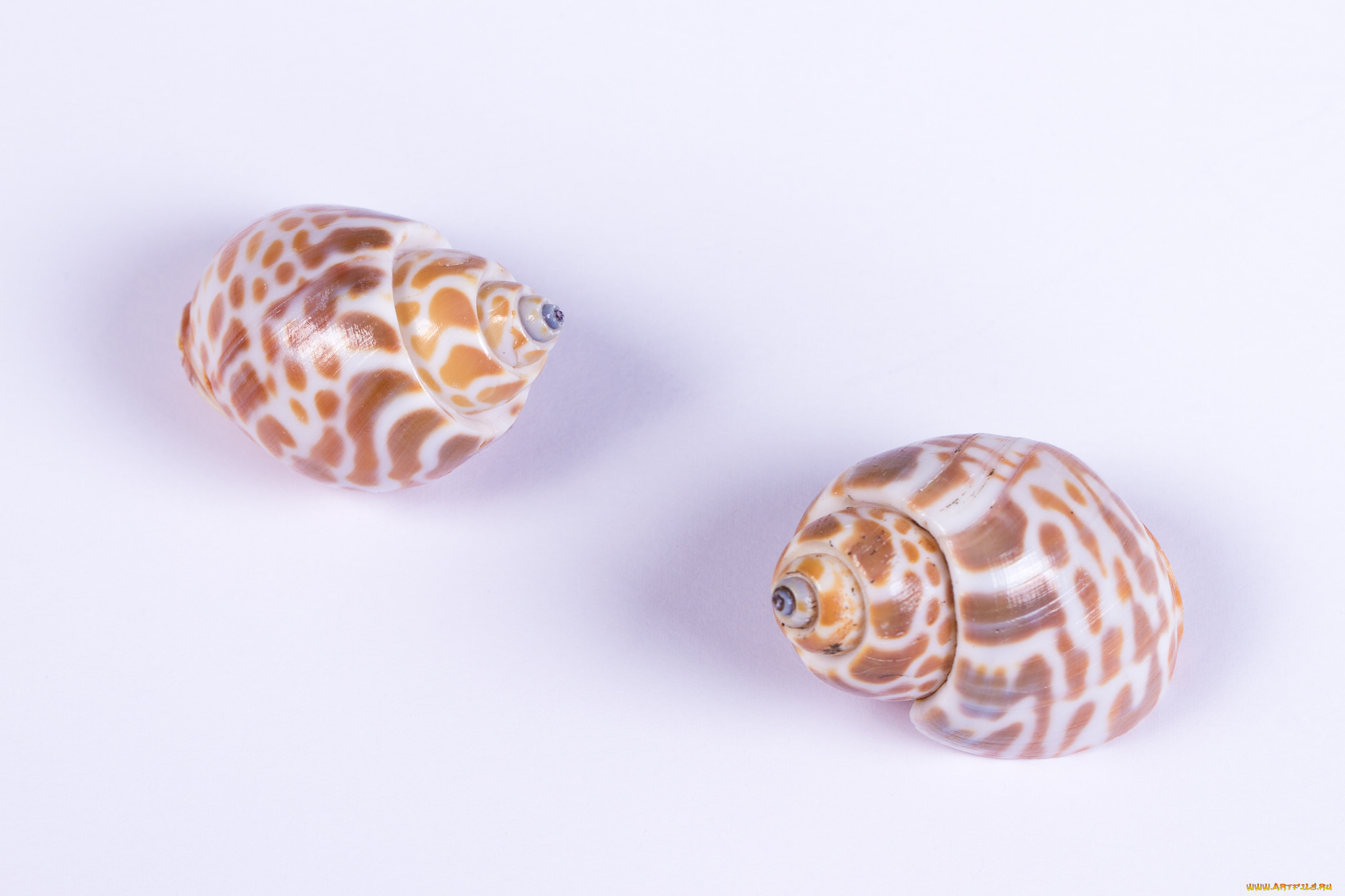 разное, ракушки, , кораллы, , декоративные, и, spa-камни, фон, макро