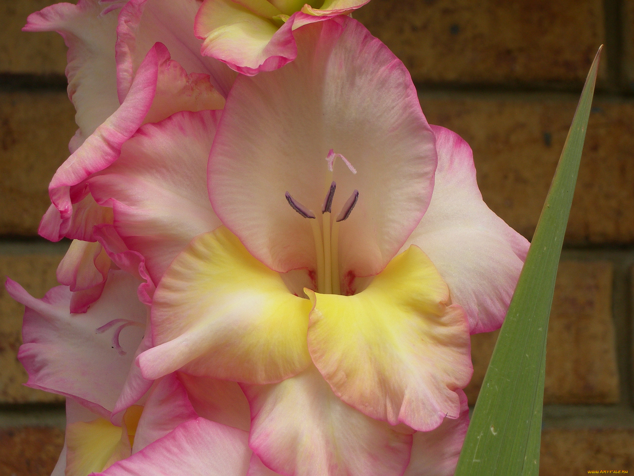 цветы, гладиолусы, цветок, гладиолус, нежность, розово-жёлтый