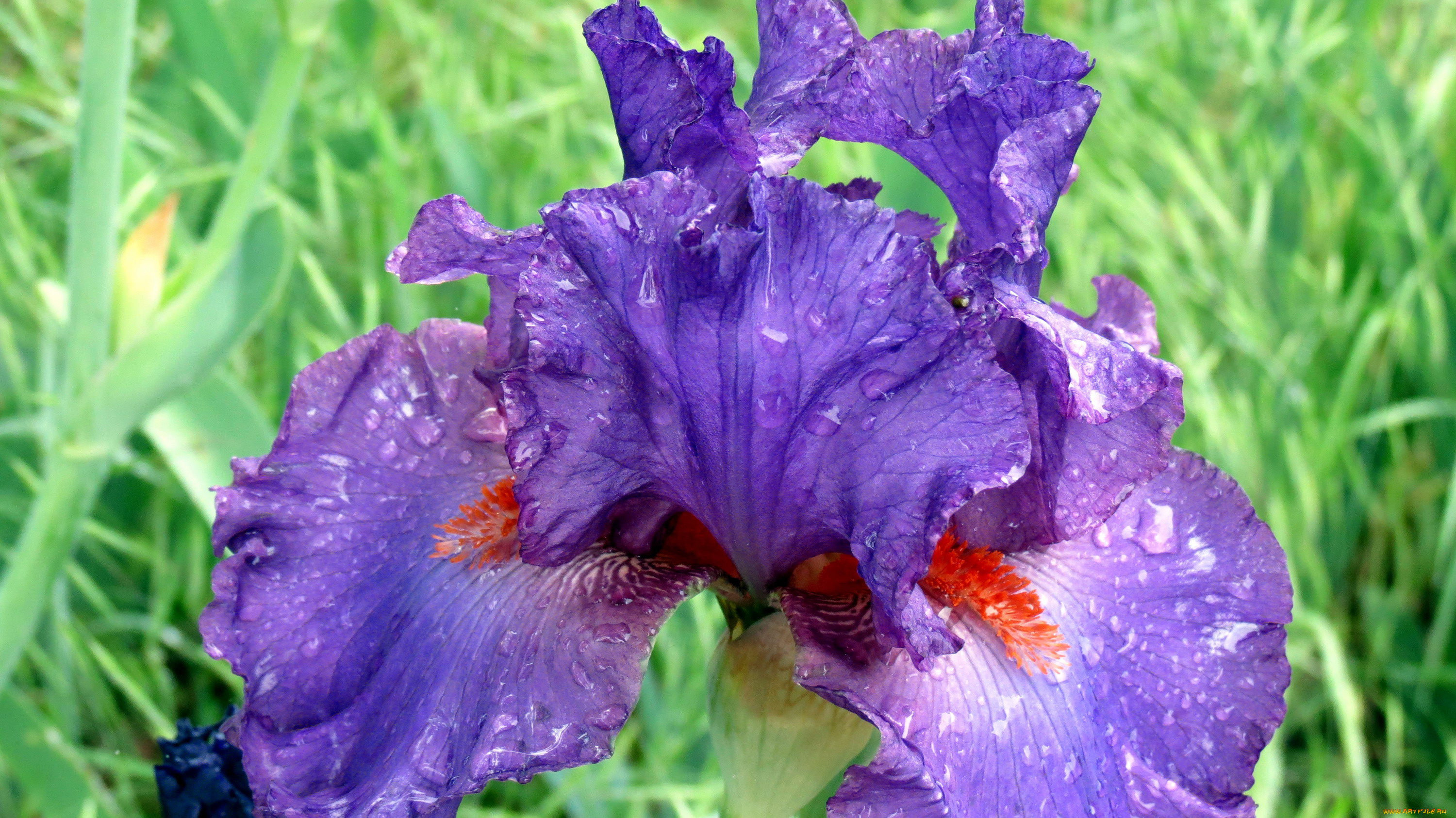 цветы, ирисы, капли, макро